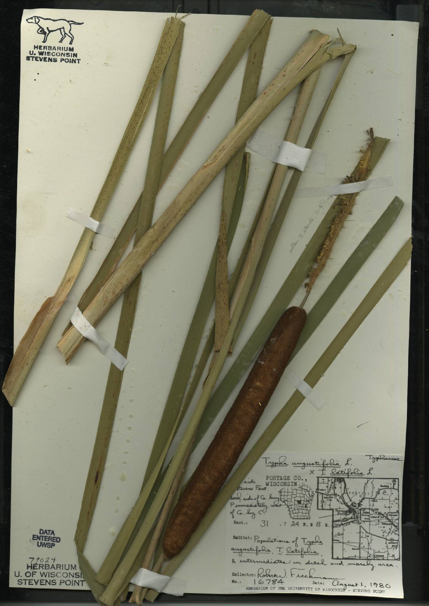 Typha X glauca image