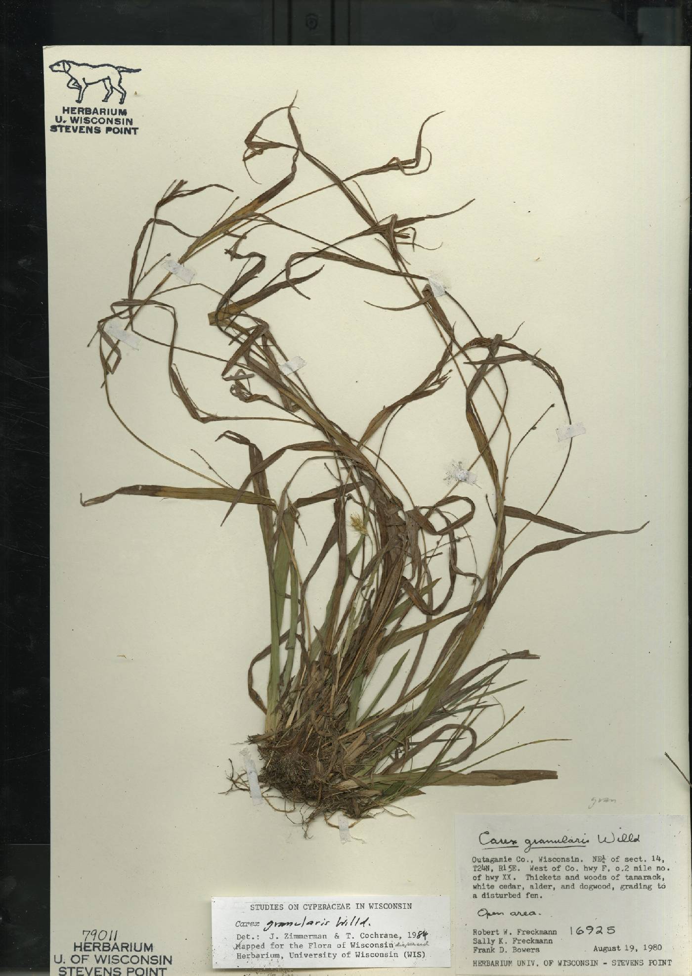 Carex granularis image