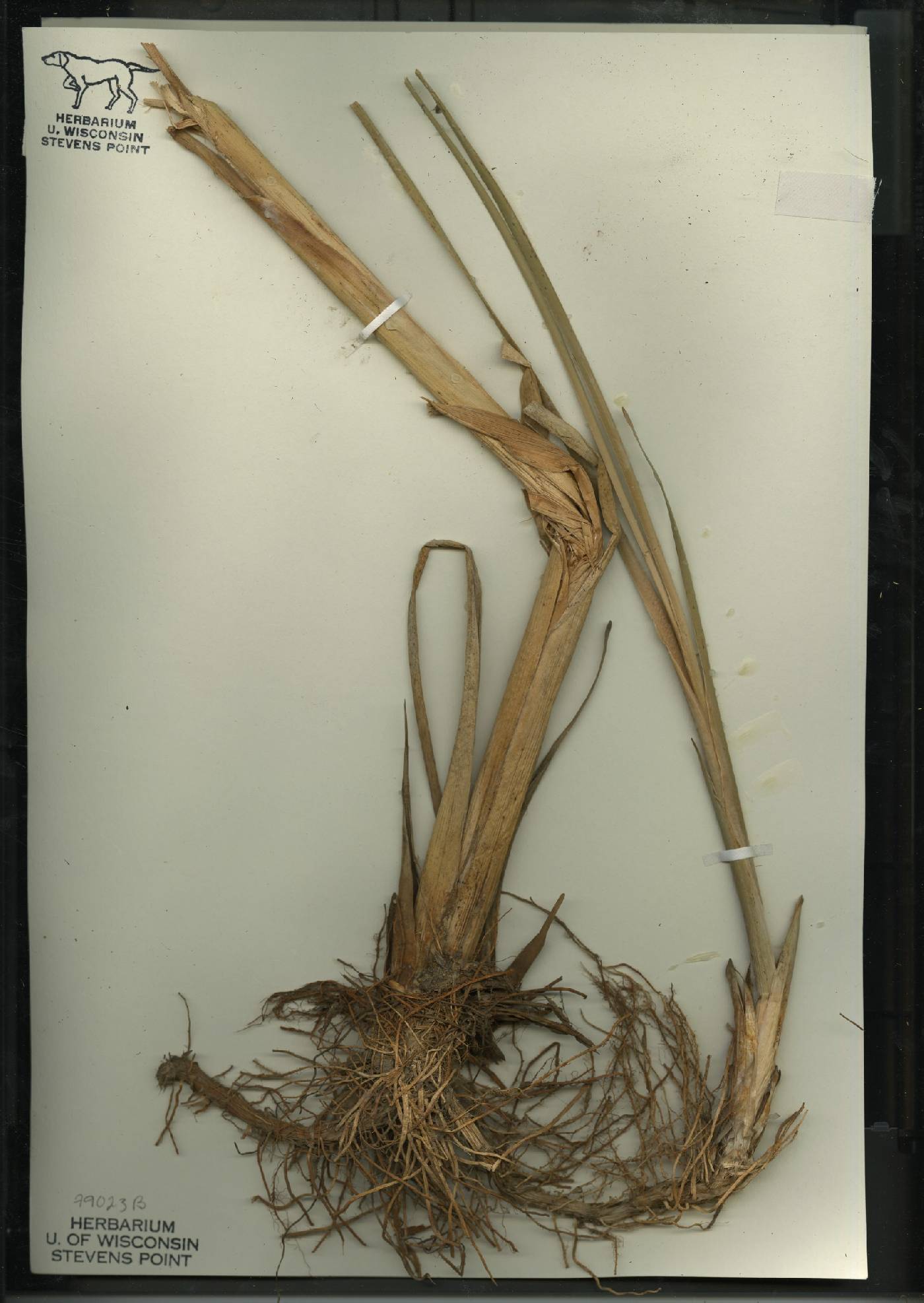 Typha X glauca image