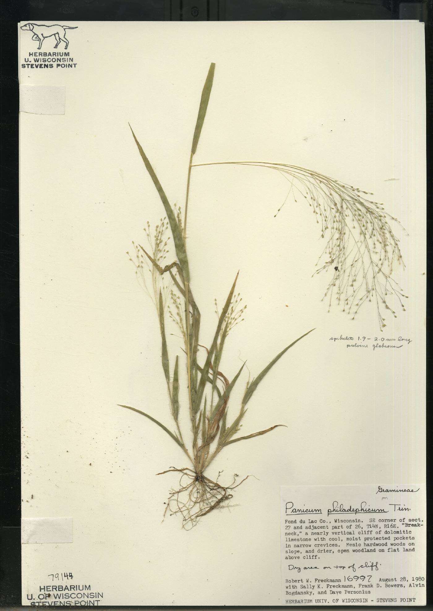 Panicum philadelphicum subsp. philadelphicum image