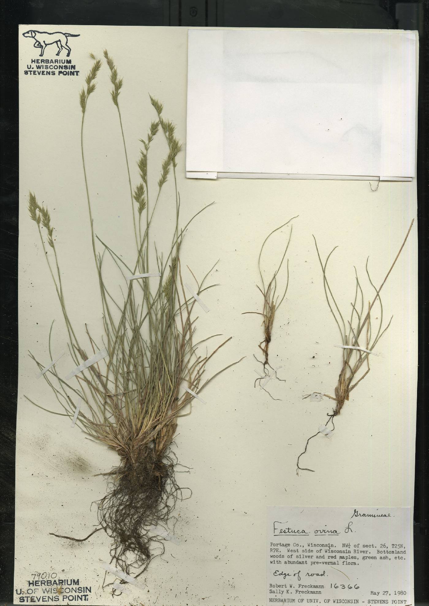 Festuca trachyphylla image