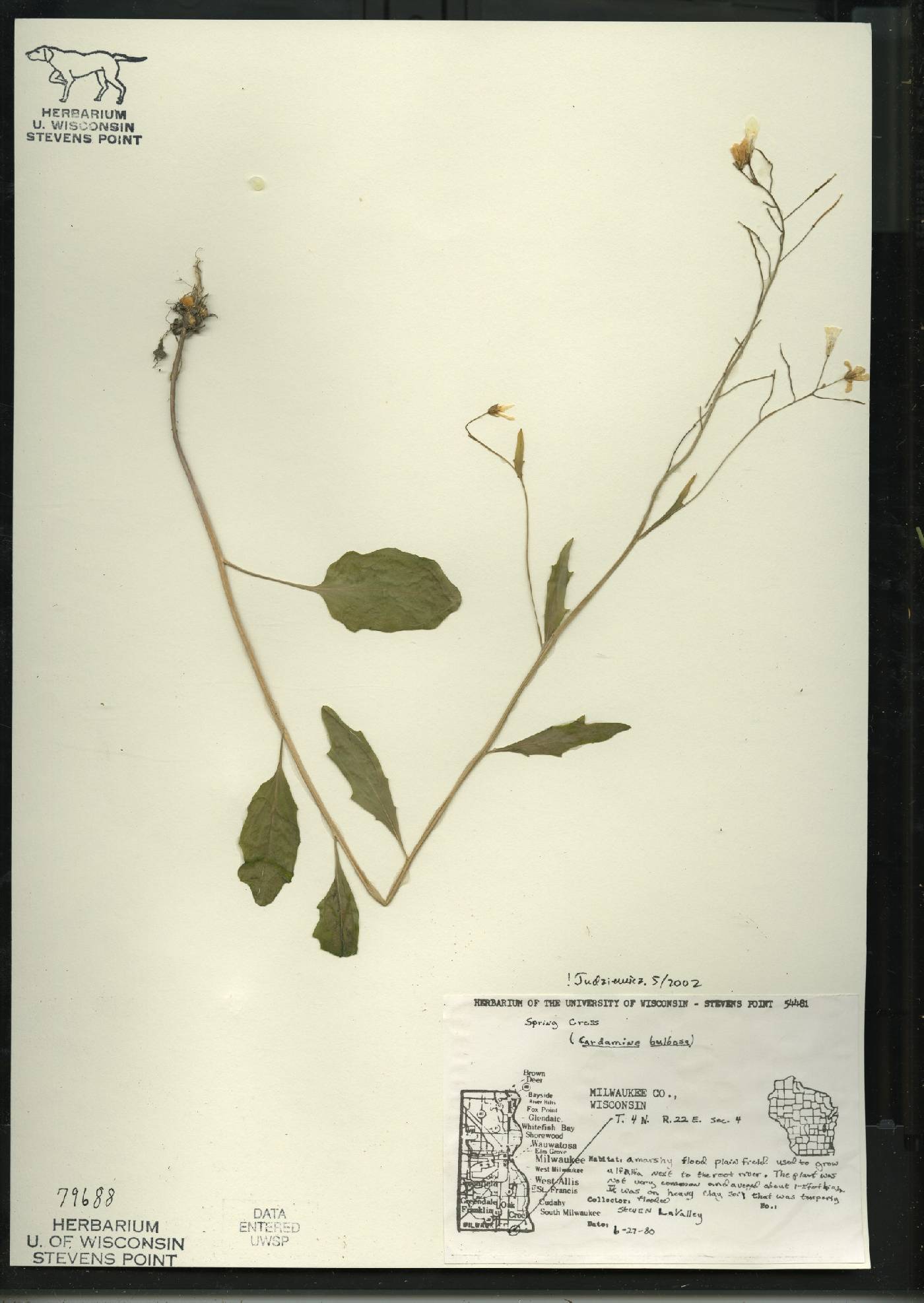 Cardamine bulbosa image
