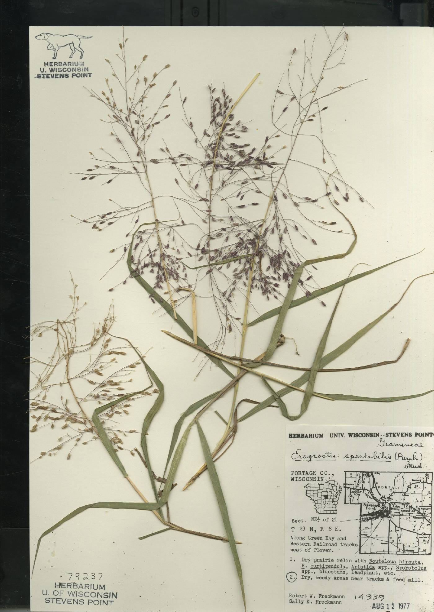 Eragrostis spectabilis image