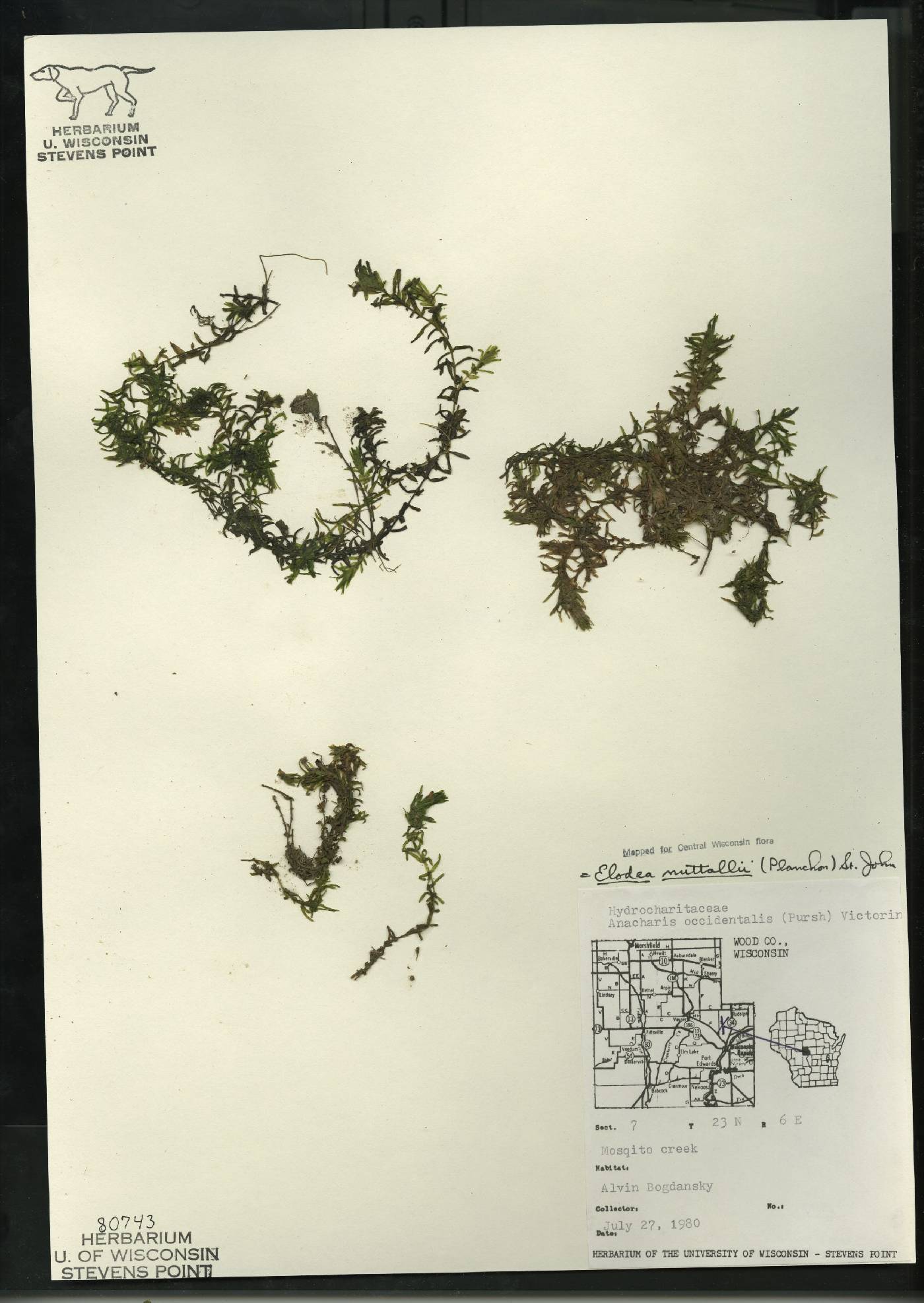 Elodea nuttallii image