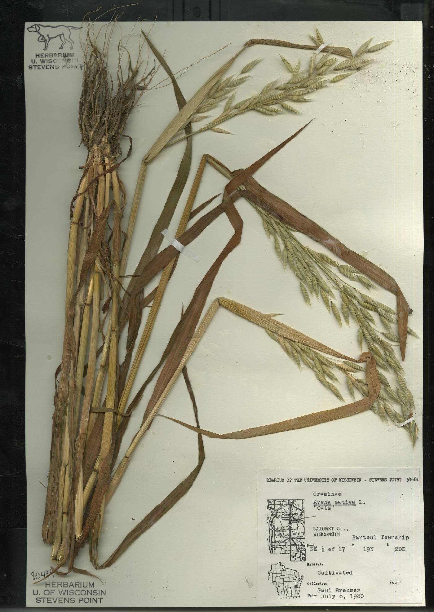 Avena sativa image