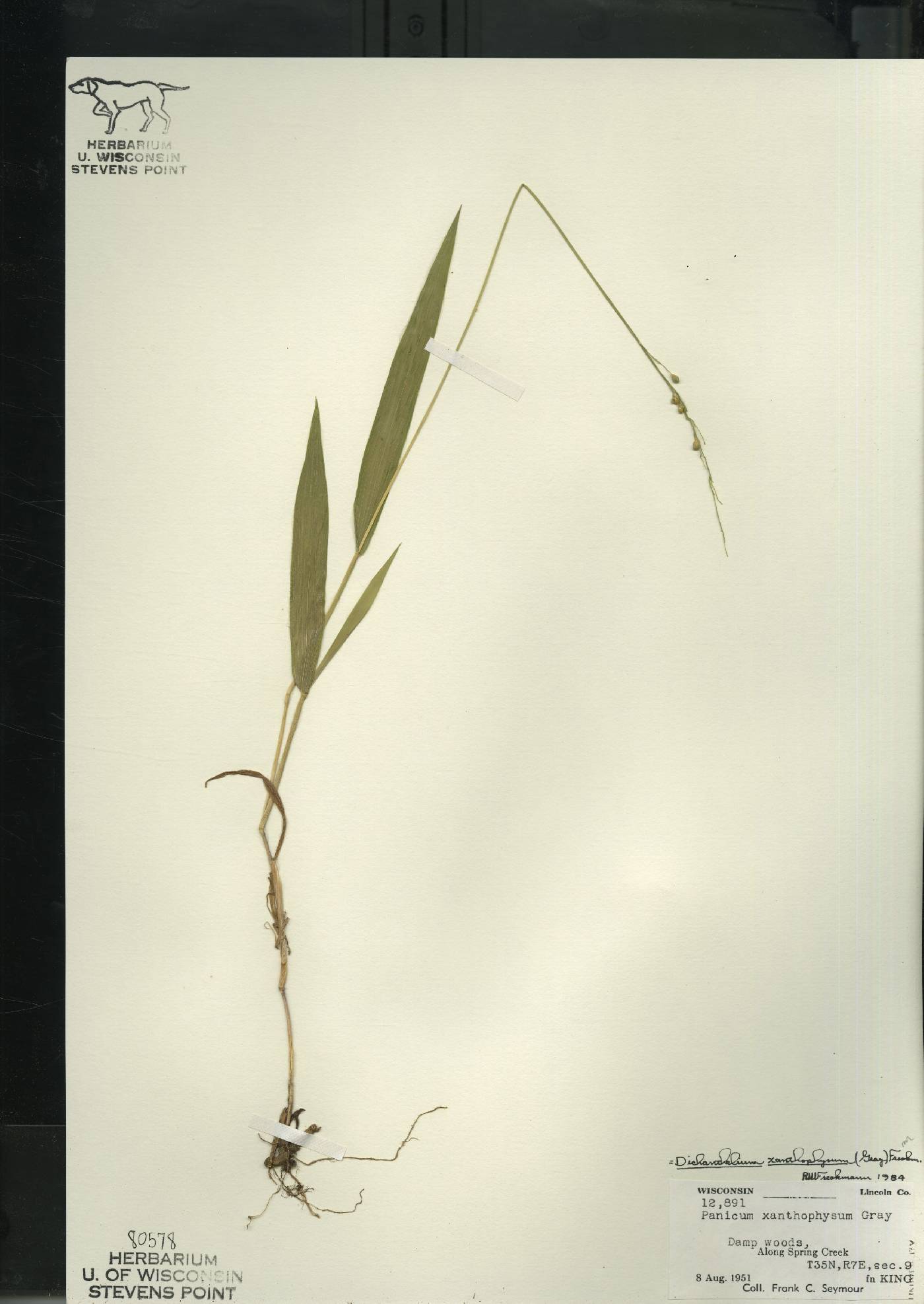 Dichanthelium xanthophysum image