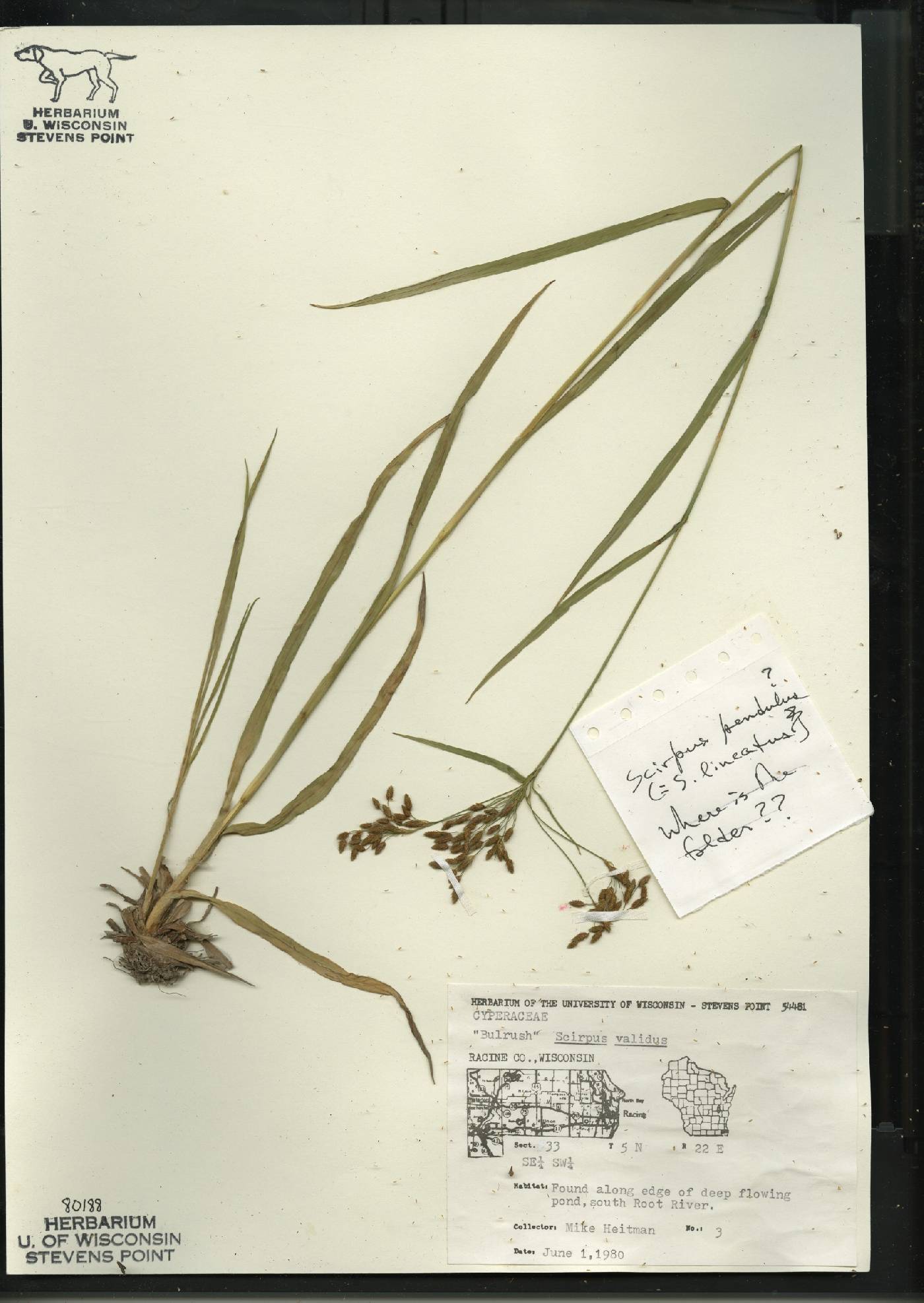 Scirpus pendulus image