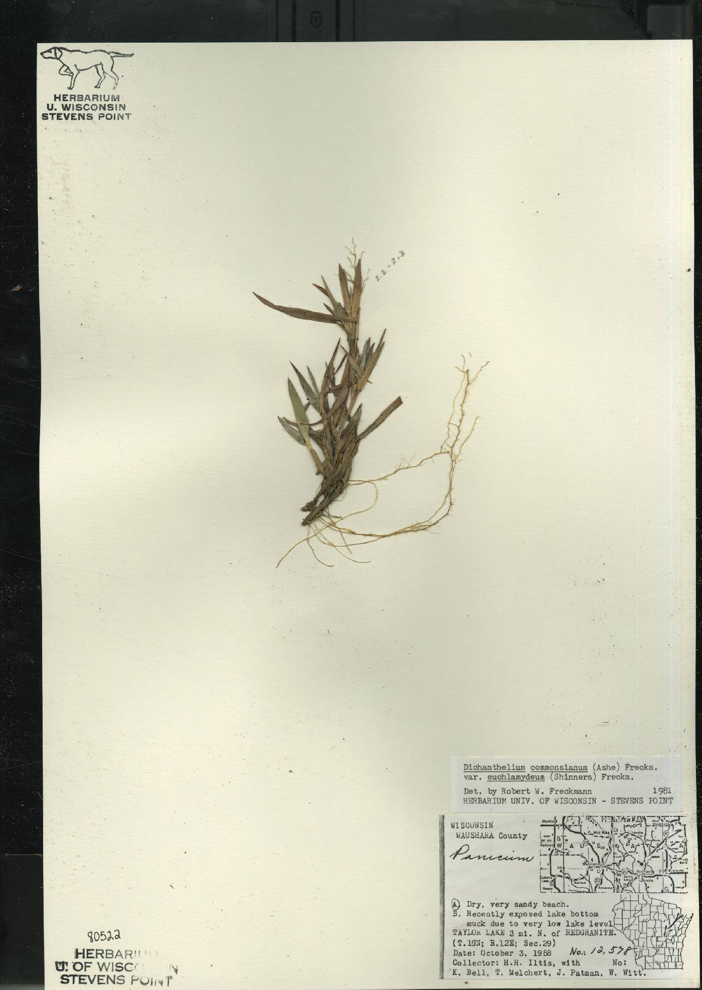 Dichanthelium commonsianum var. euchlamydeum image