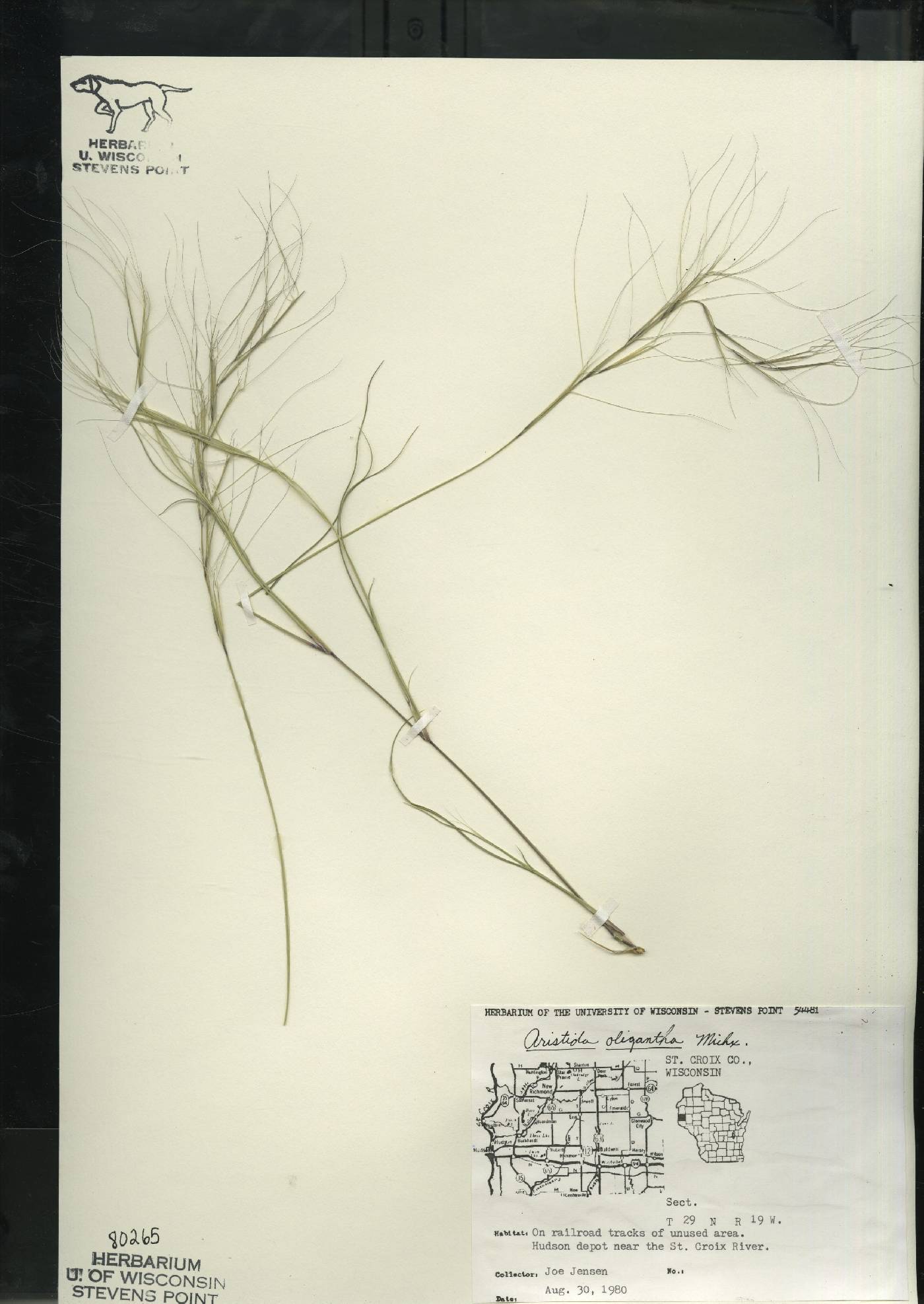 Aristida oligantha image