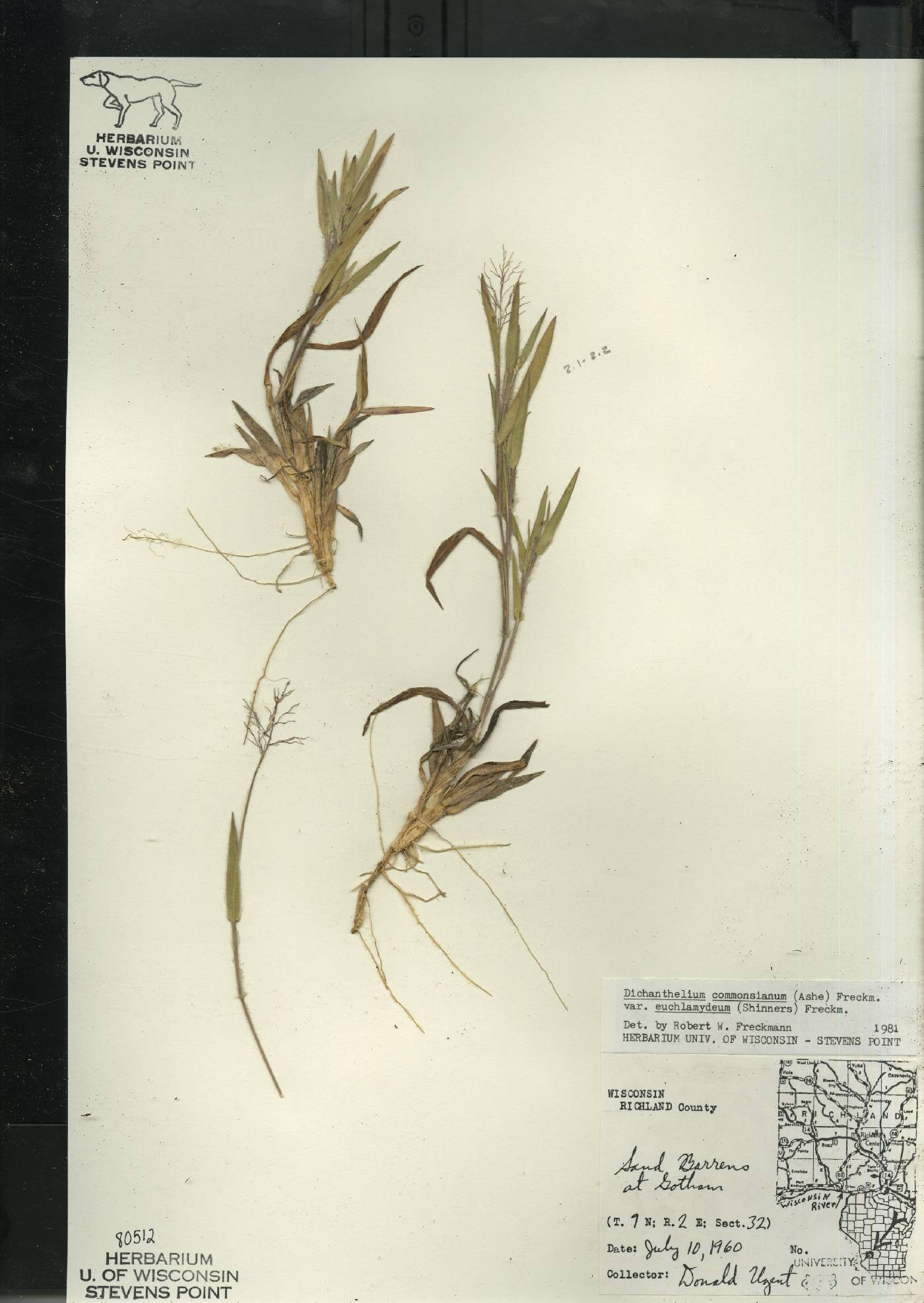 Dichanthelium commonsianum var. euchlamydeum image