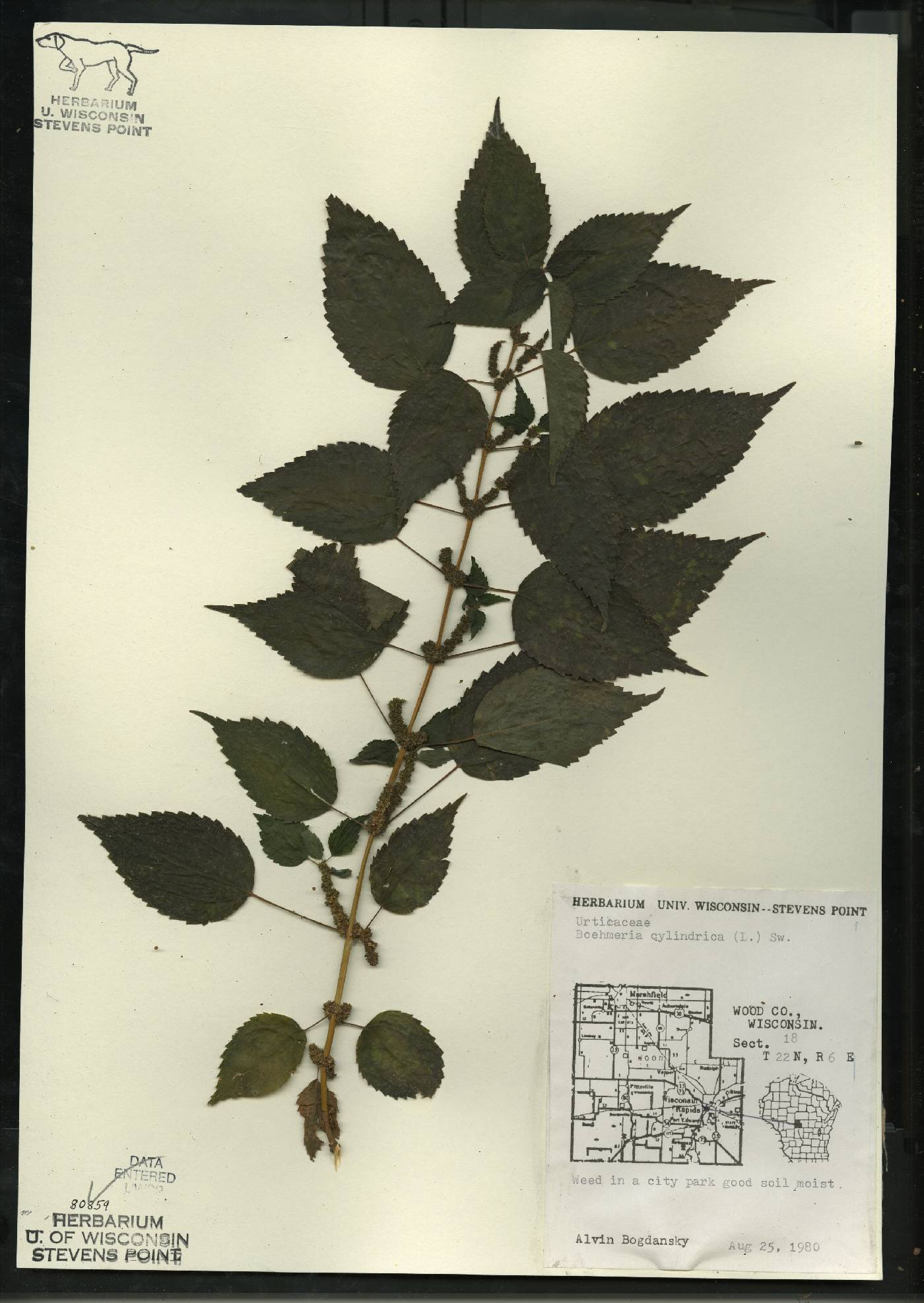 Boehmeria cylindrica image