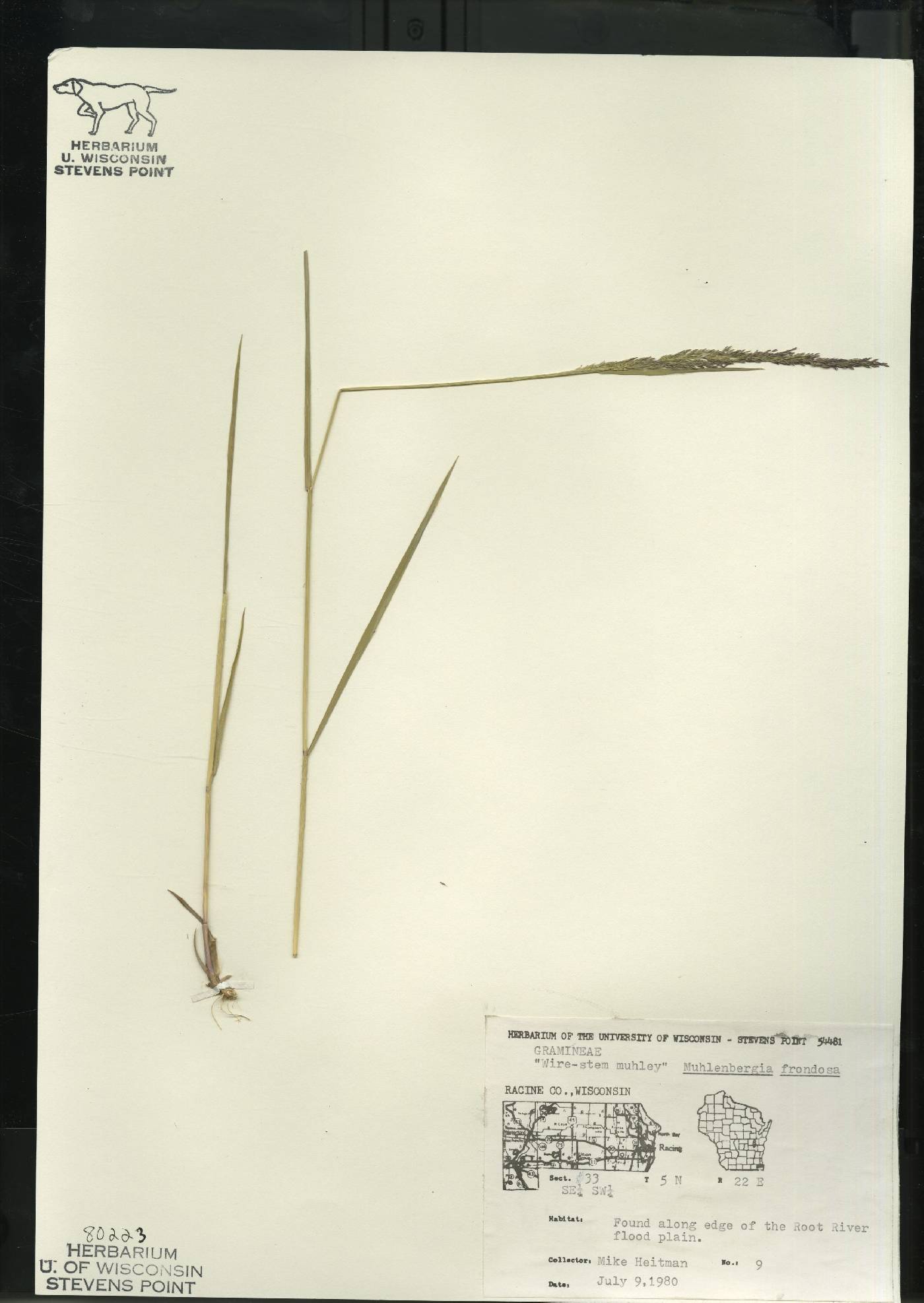 Muhlenbergia frondosa image