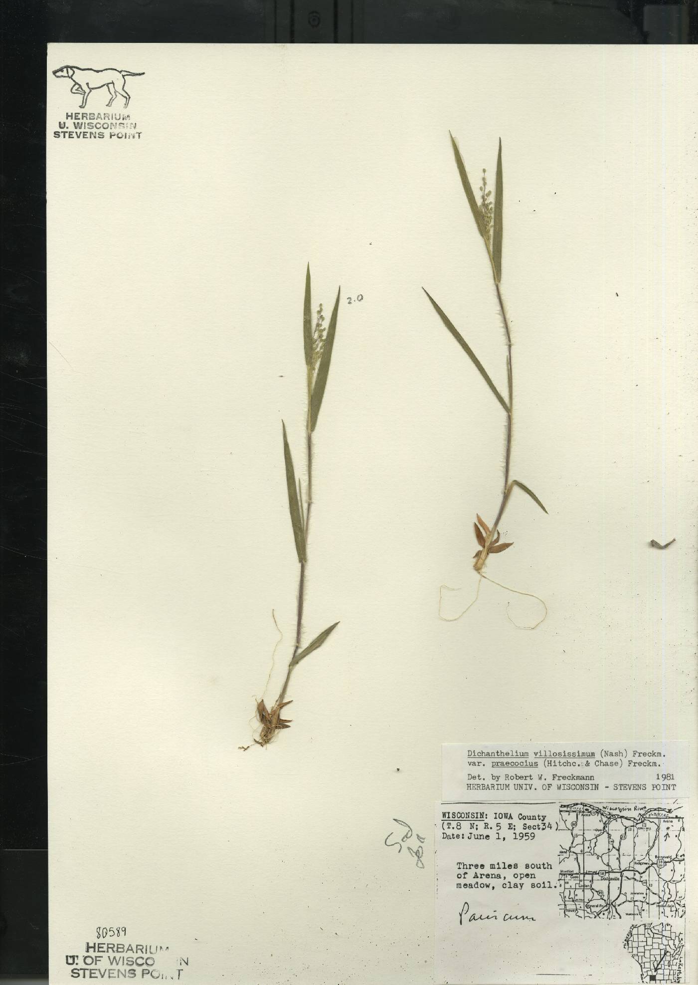Dichanthelium villosissimum var. praecocius image