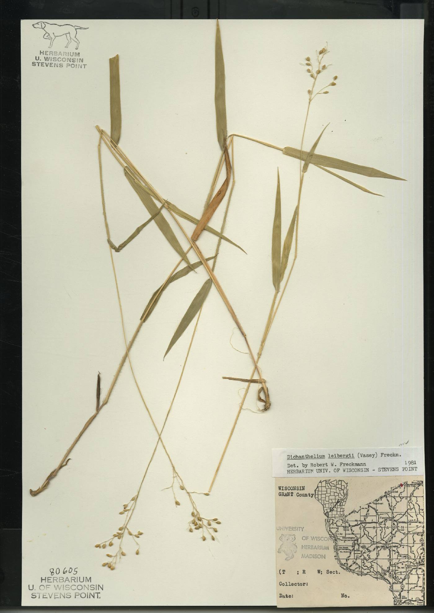 Dichanthelium leibergii image