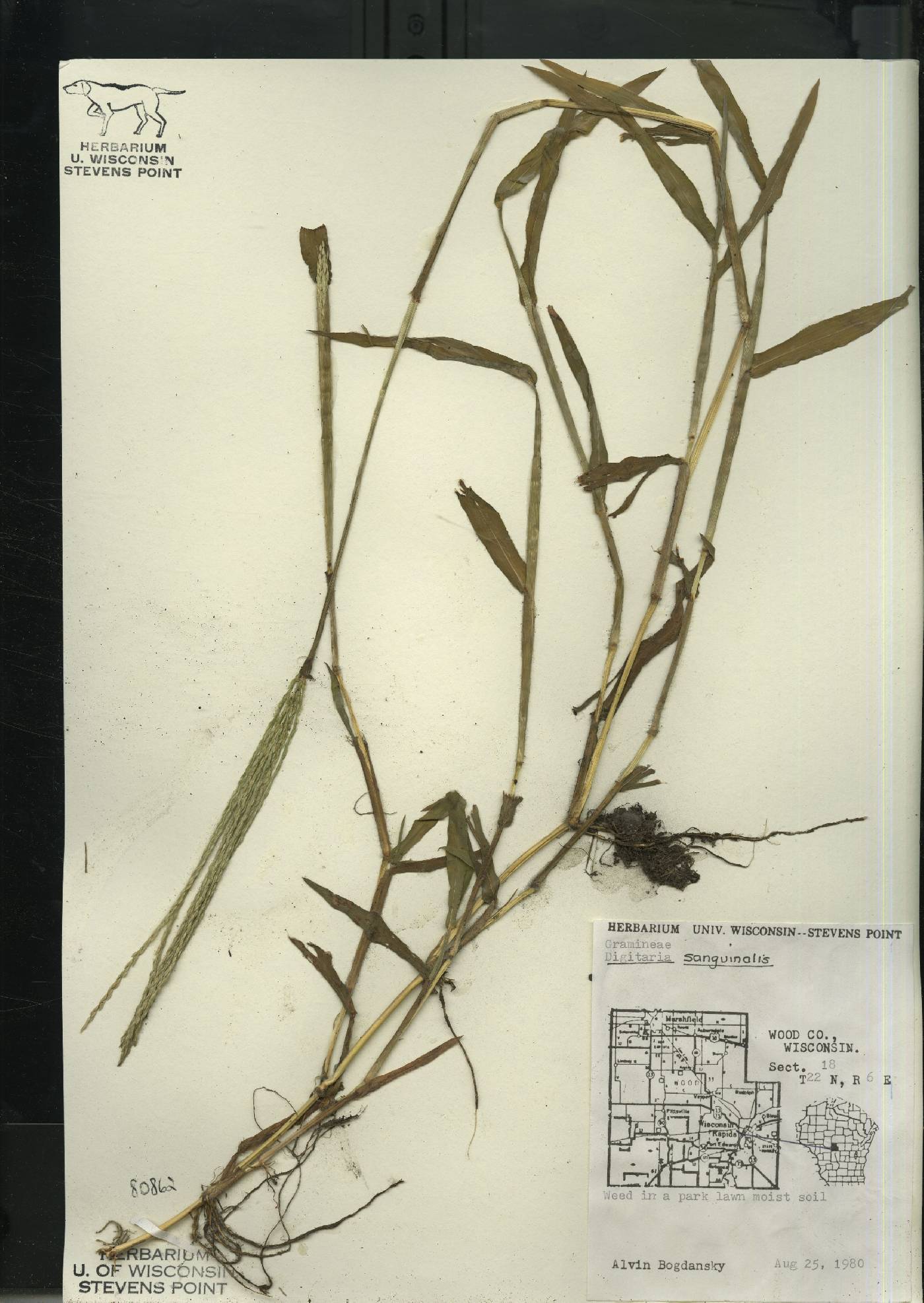 Digitaria sanguinalis image