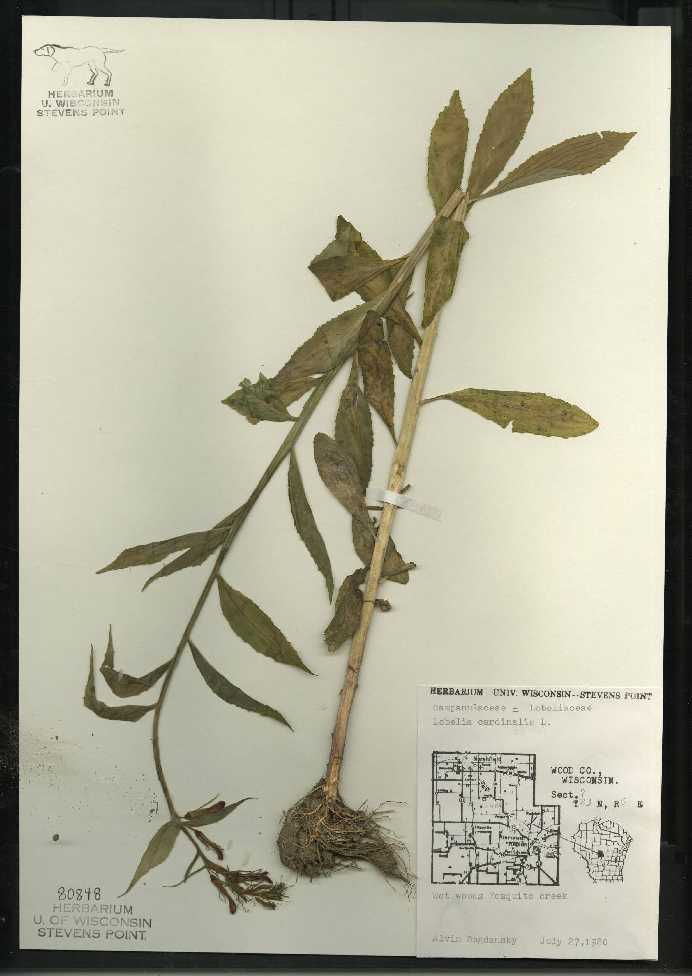 Lobelia cardinalis var. cardinalis image