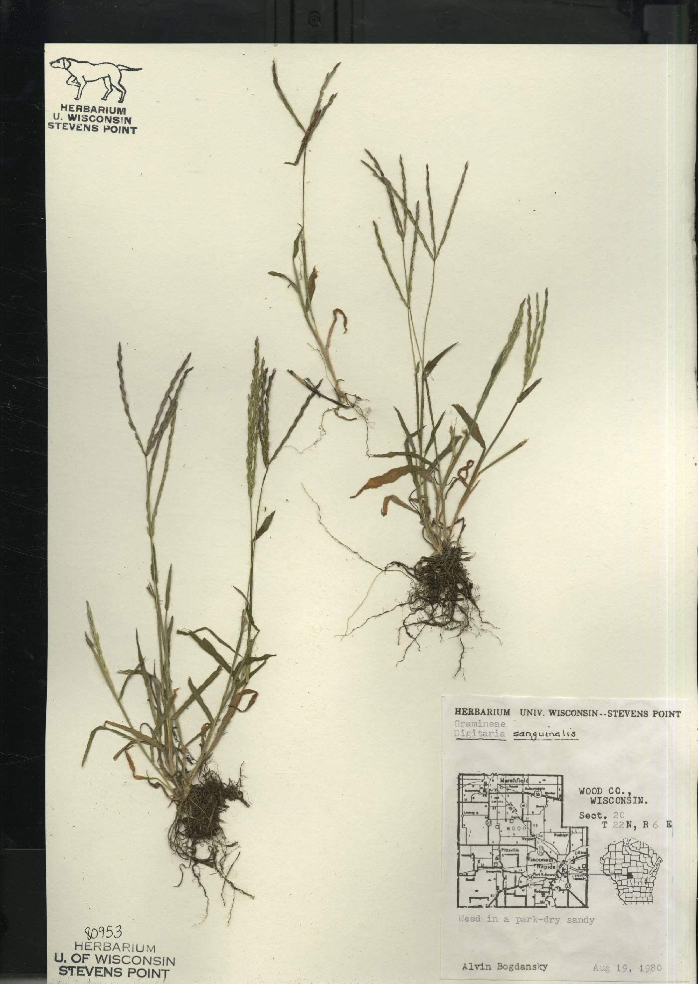 Digitaria sanguinalis image