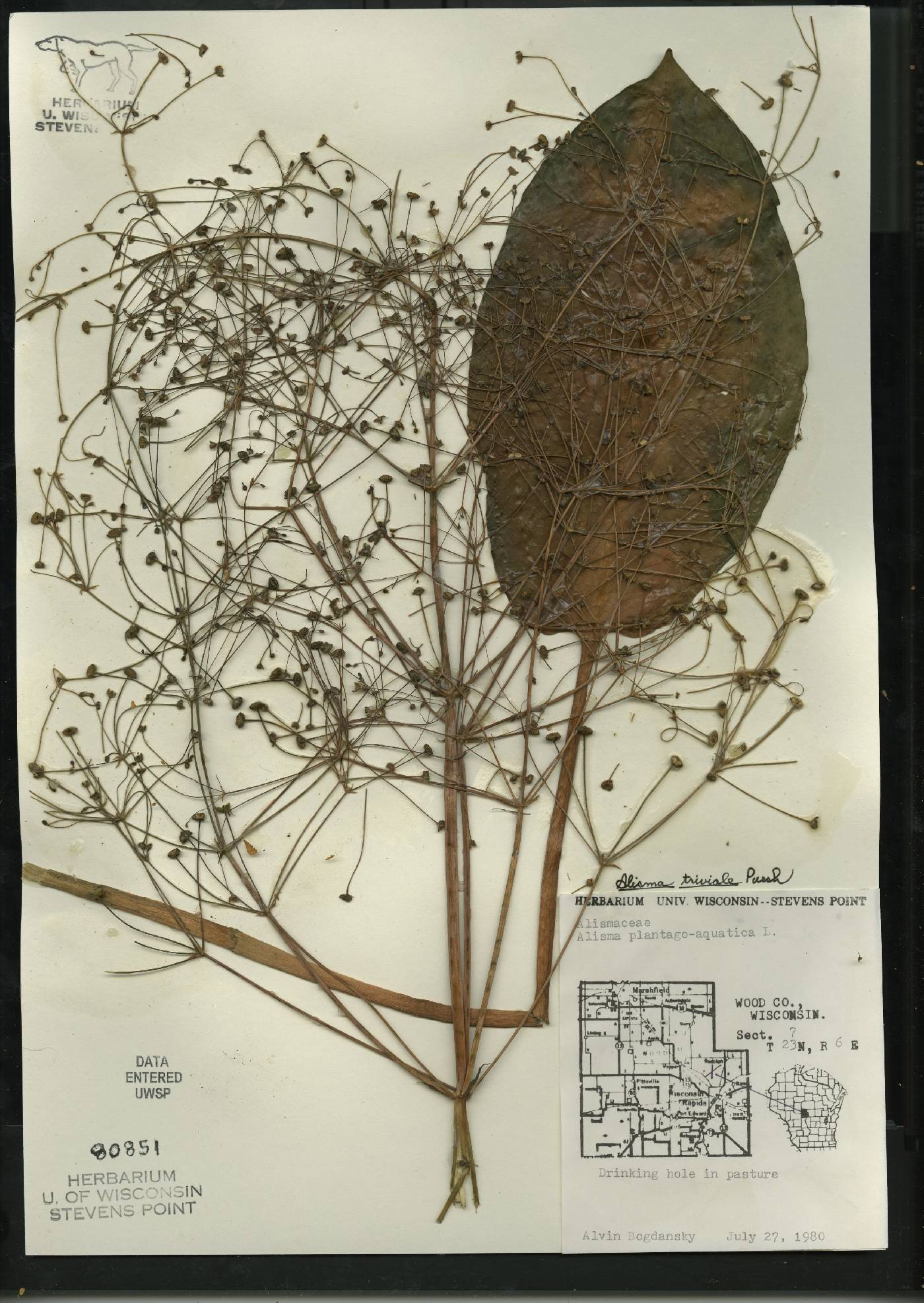 Alisma triviale image