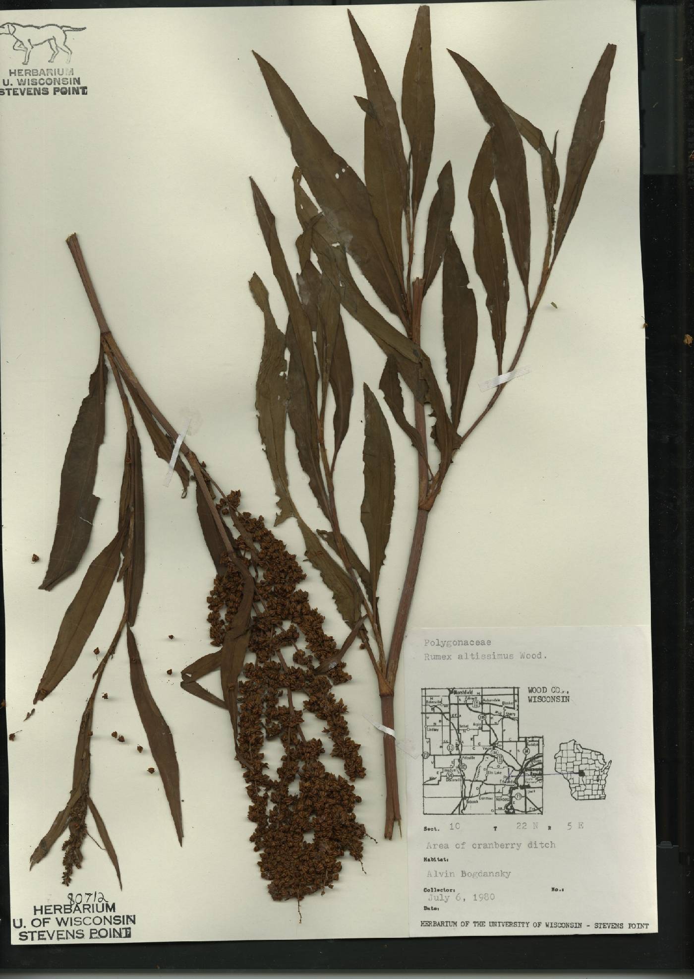 Rumex altissimus image