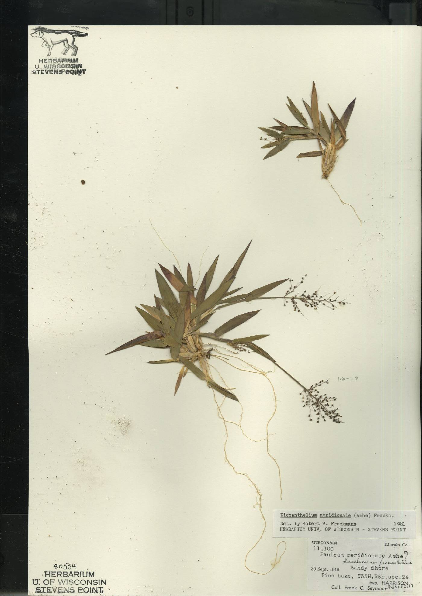 Dichanthelium meridionale image