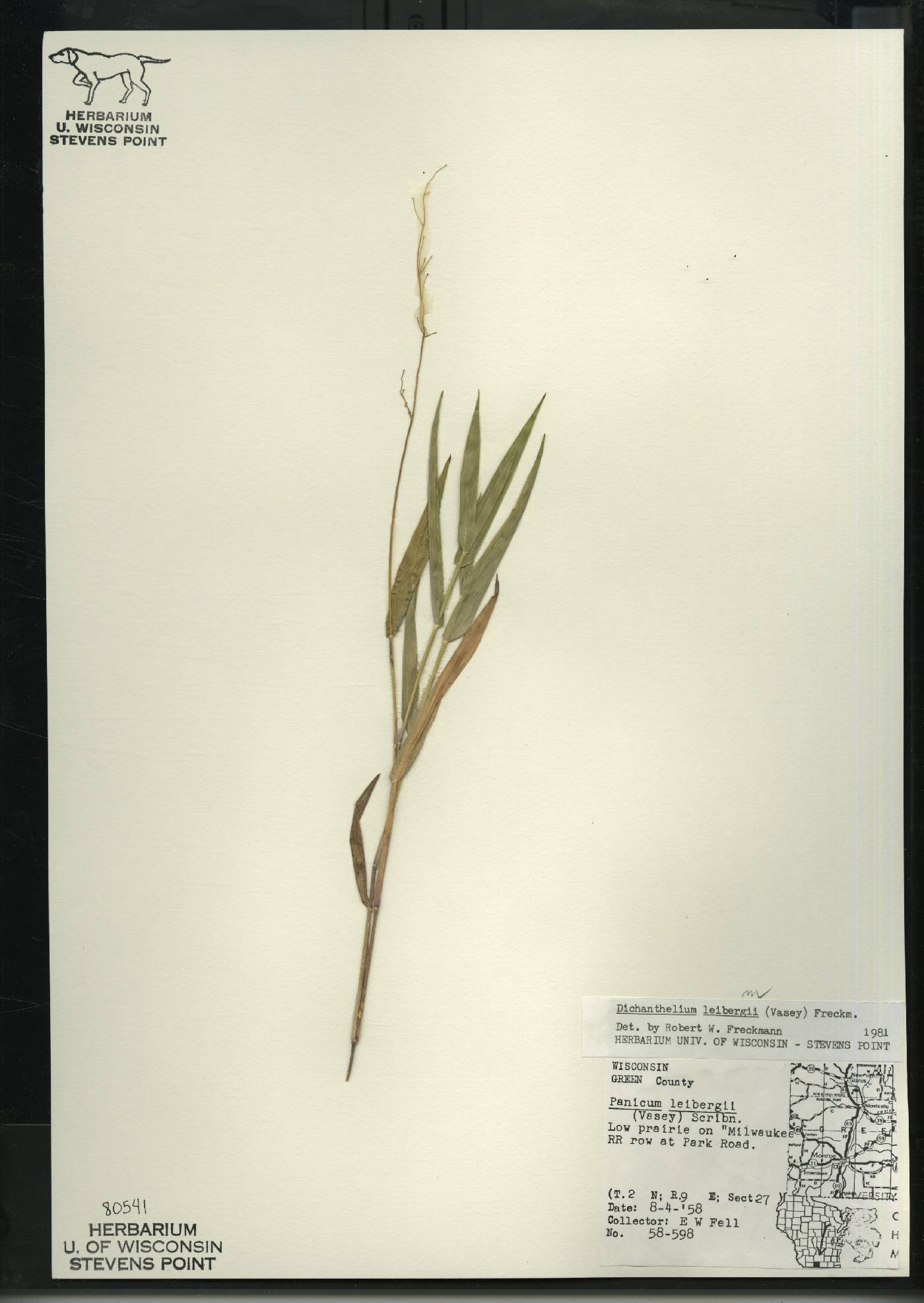 Dichanthelium leibergii image