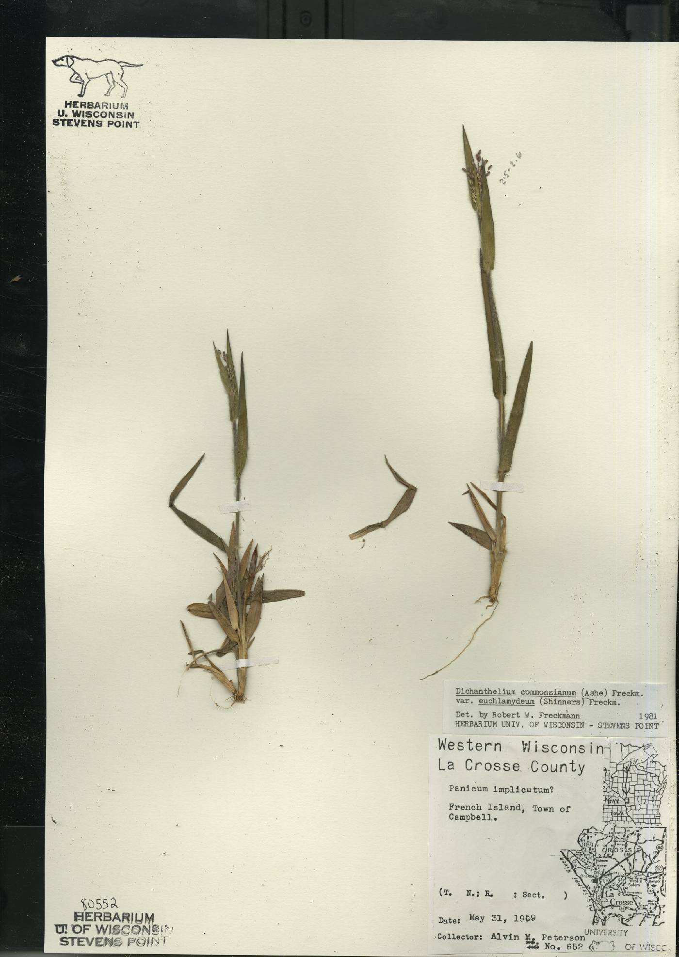 Dichanthelium commonsianum var. euchlamydeum image
