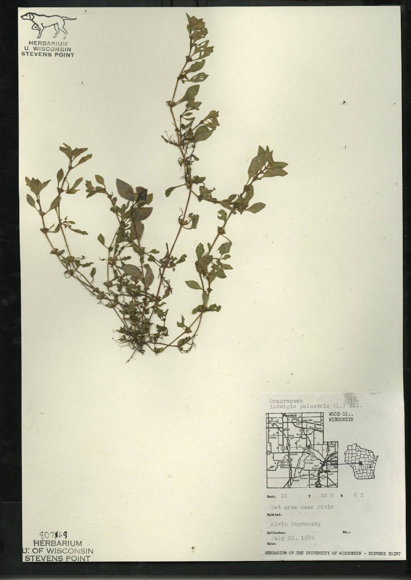 Ludwigia palustris image