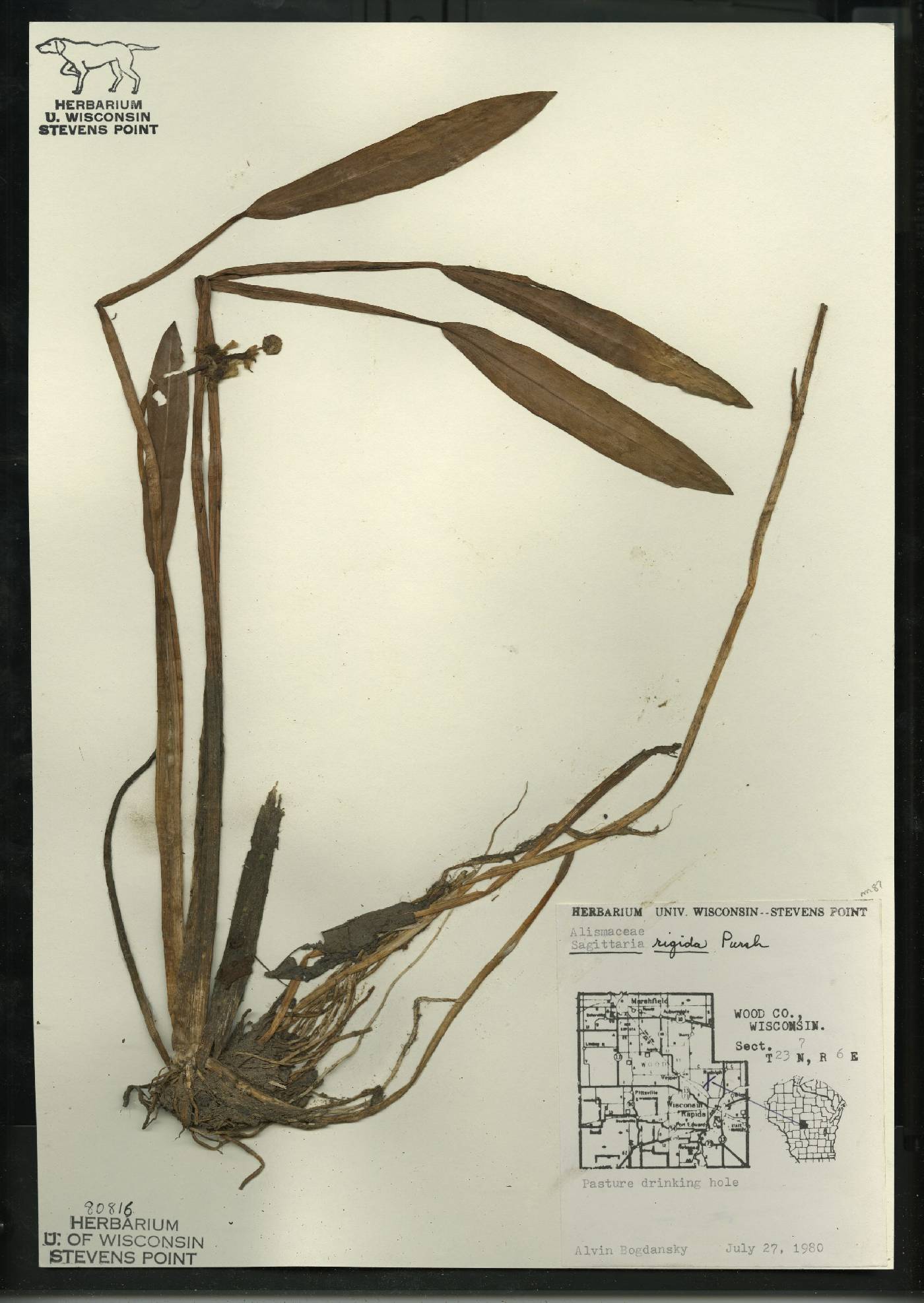 Sagittaria rigida image