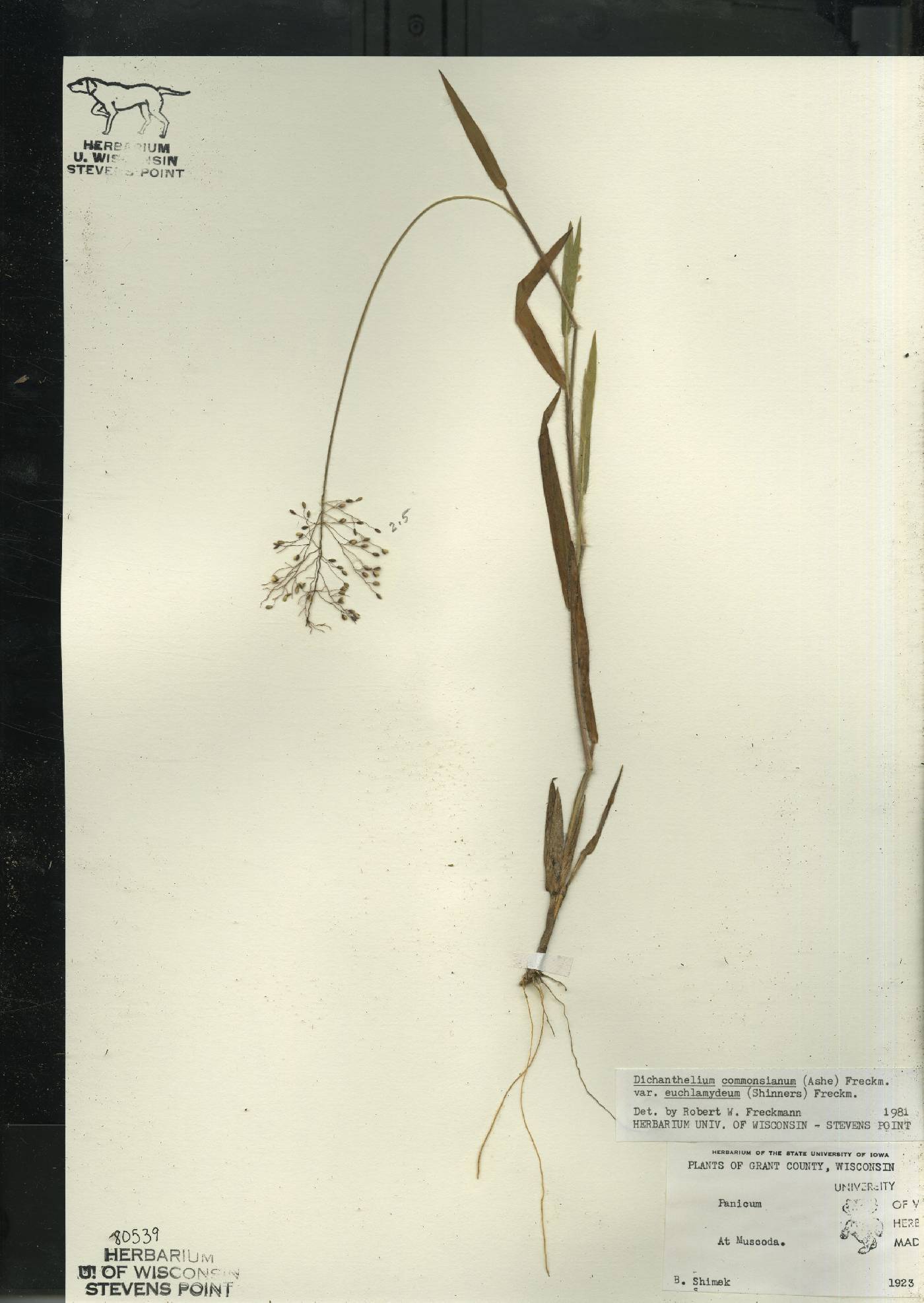 Dichanthelium commonsianum var. euchlamydeum image