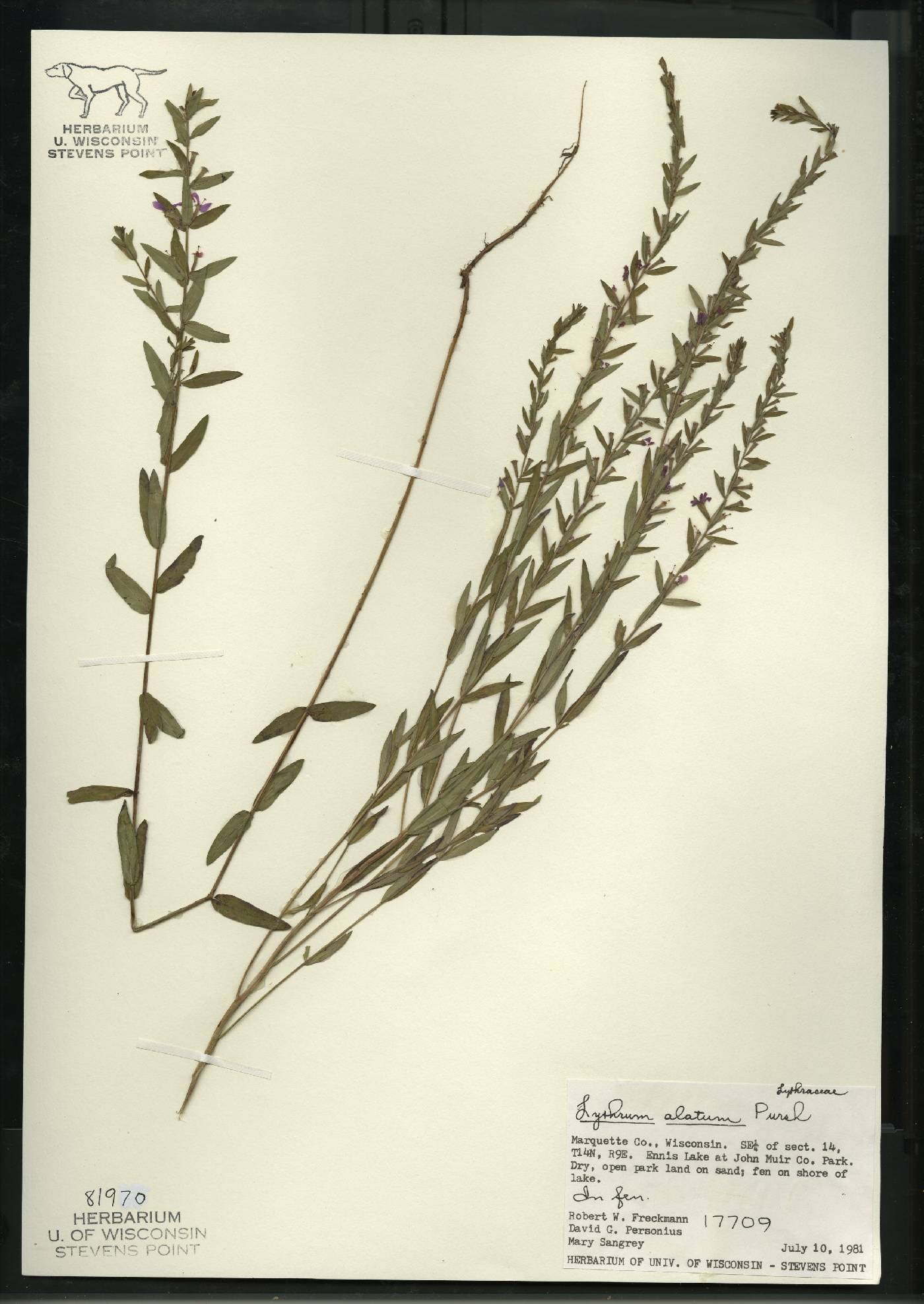 Lythrum alatum var. alatum image