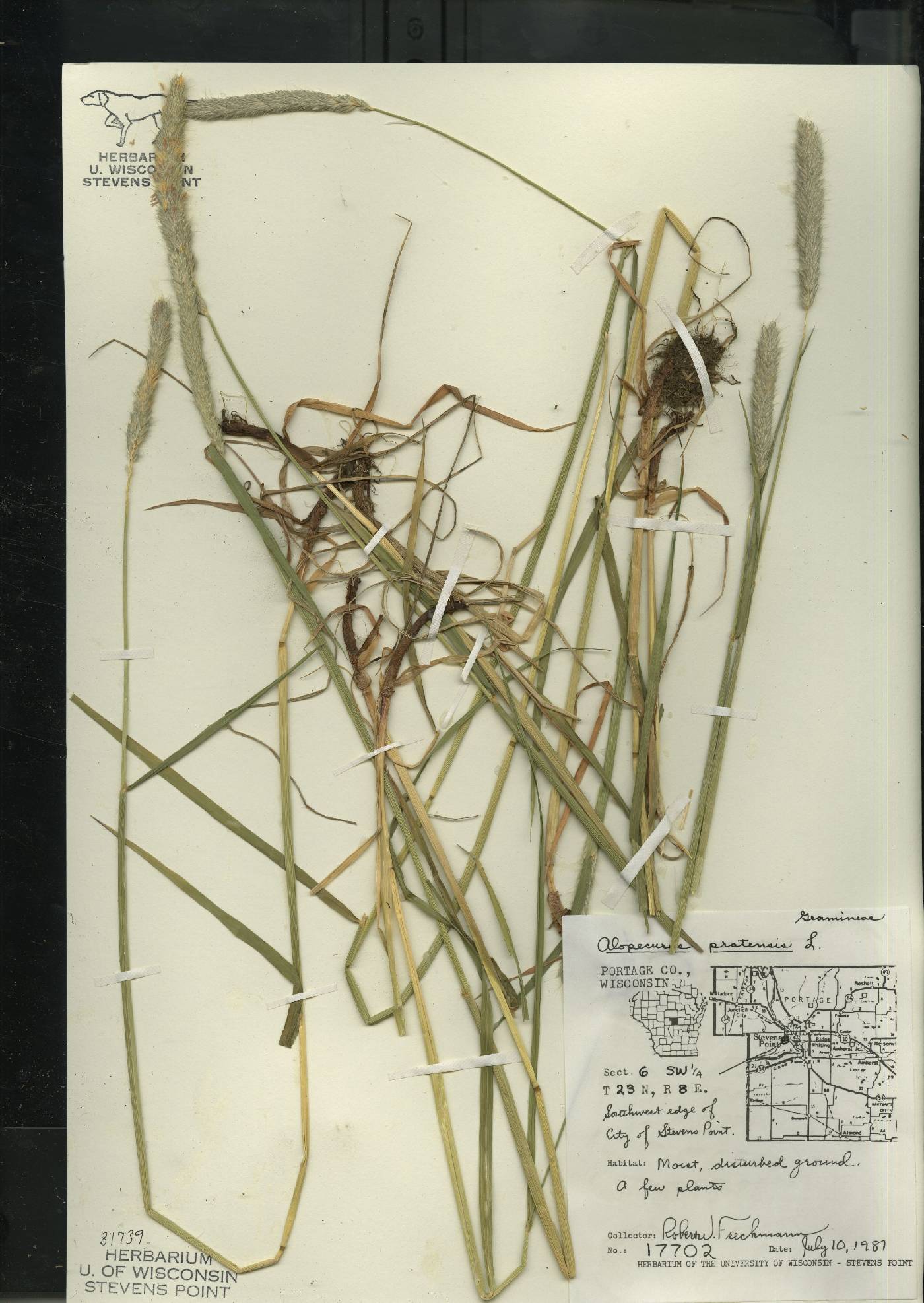 Alopecurus pratensis image