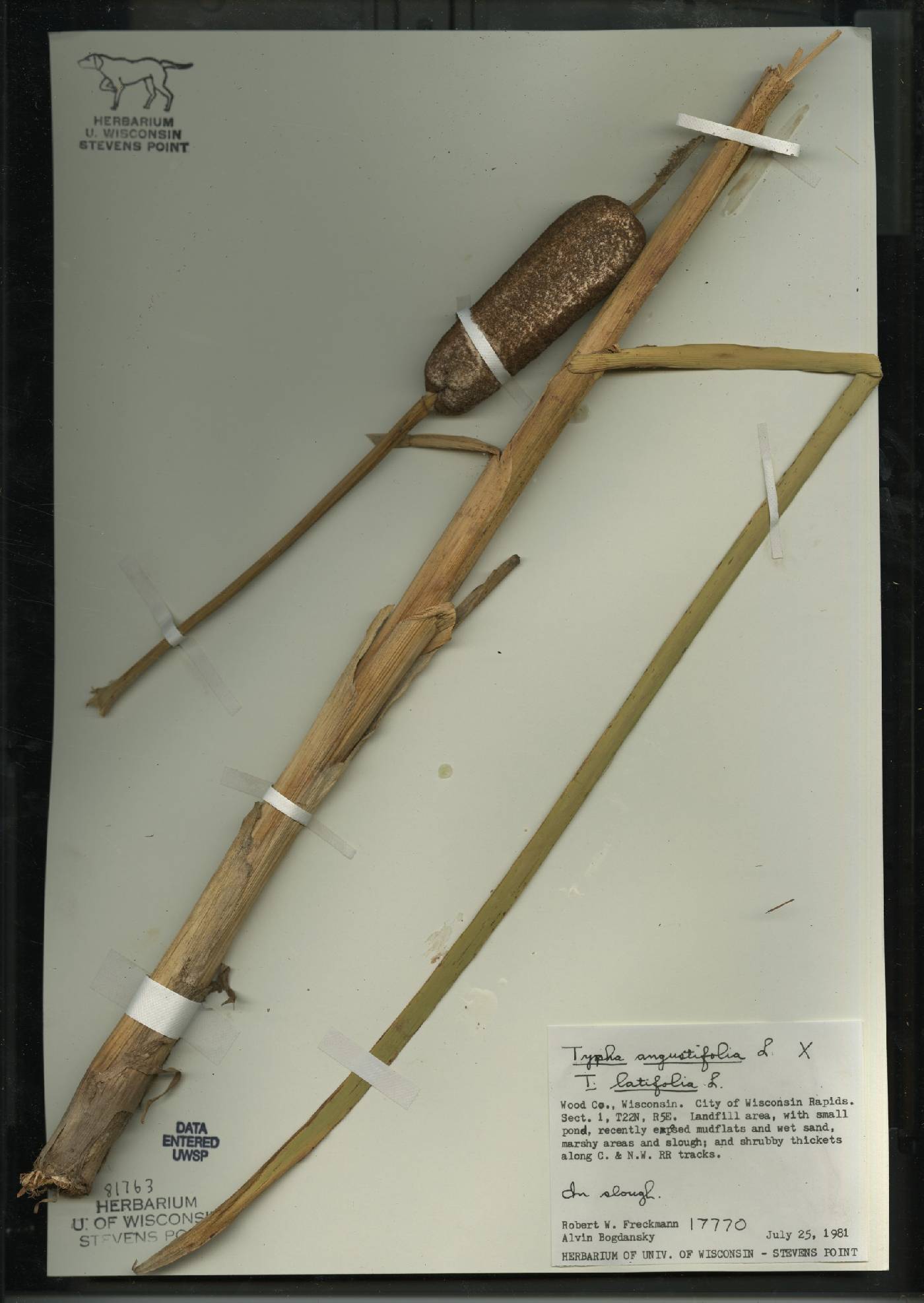 Typha X glauca image