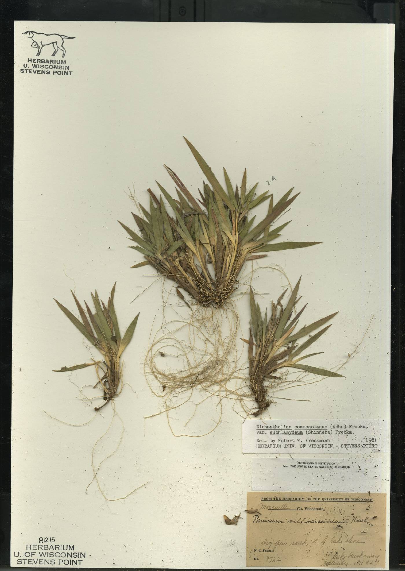 Dichanthelium commonsianum var. euchlamydeum image