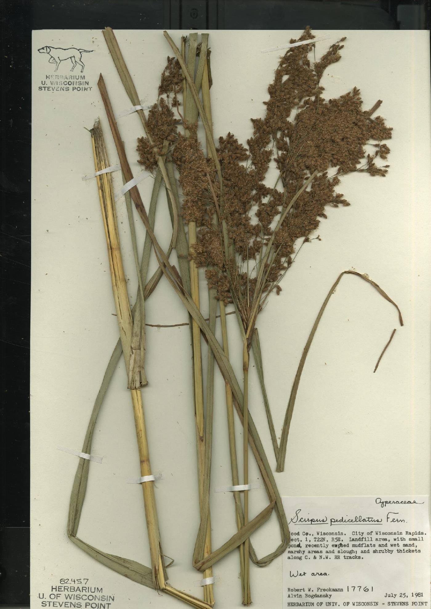 Scirpus pedicellatus image