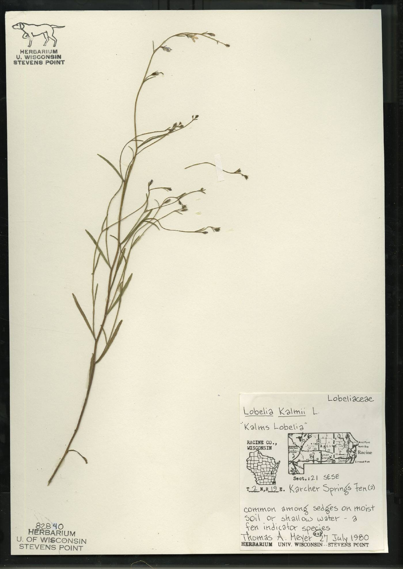 Lobelia kalmii image