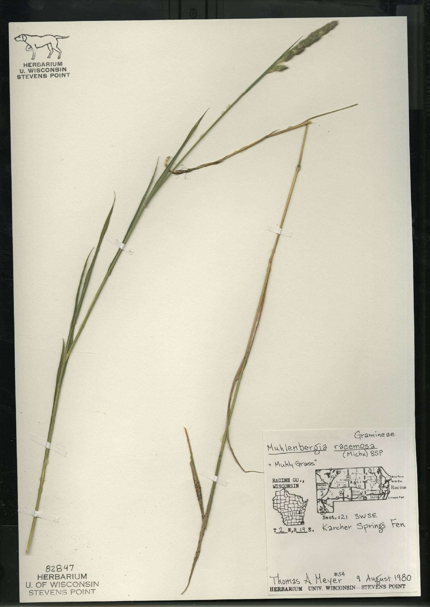 Muhlenbergia racemosa image