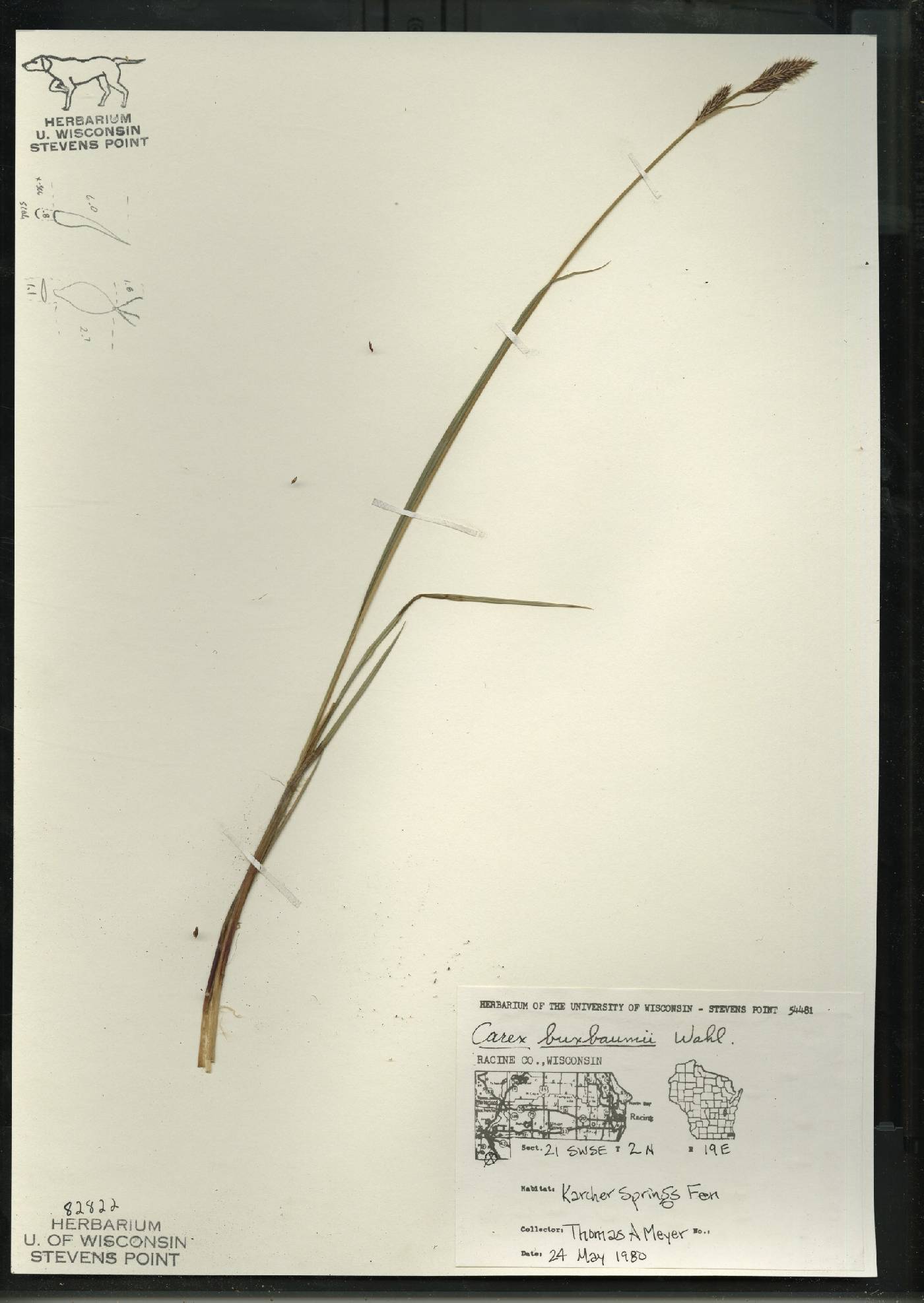 Carex buxbaumii image