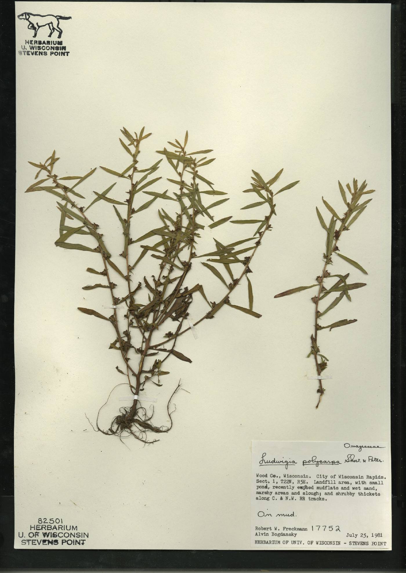 Ludwigia polycarpa image