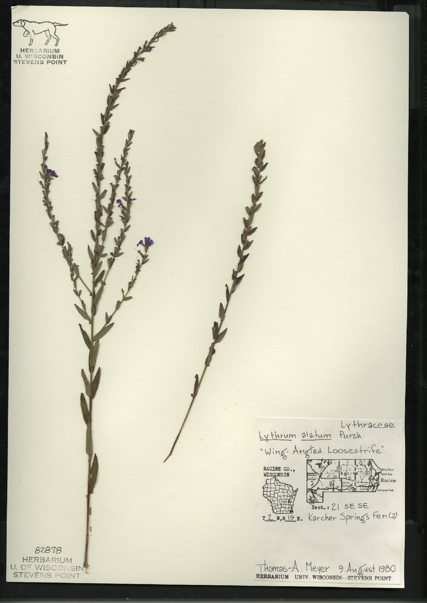 Lythrum alatum var. alatum image