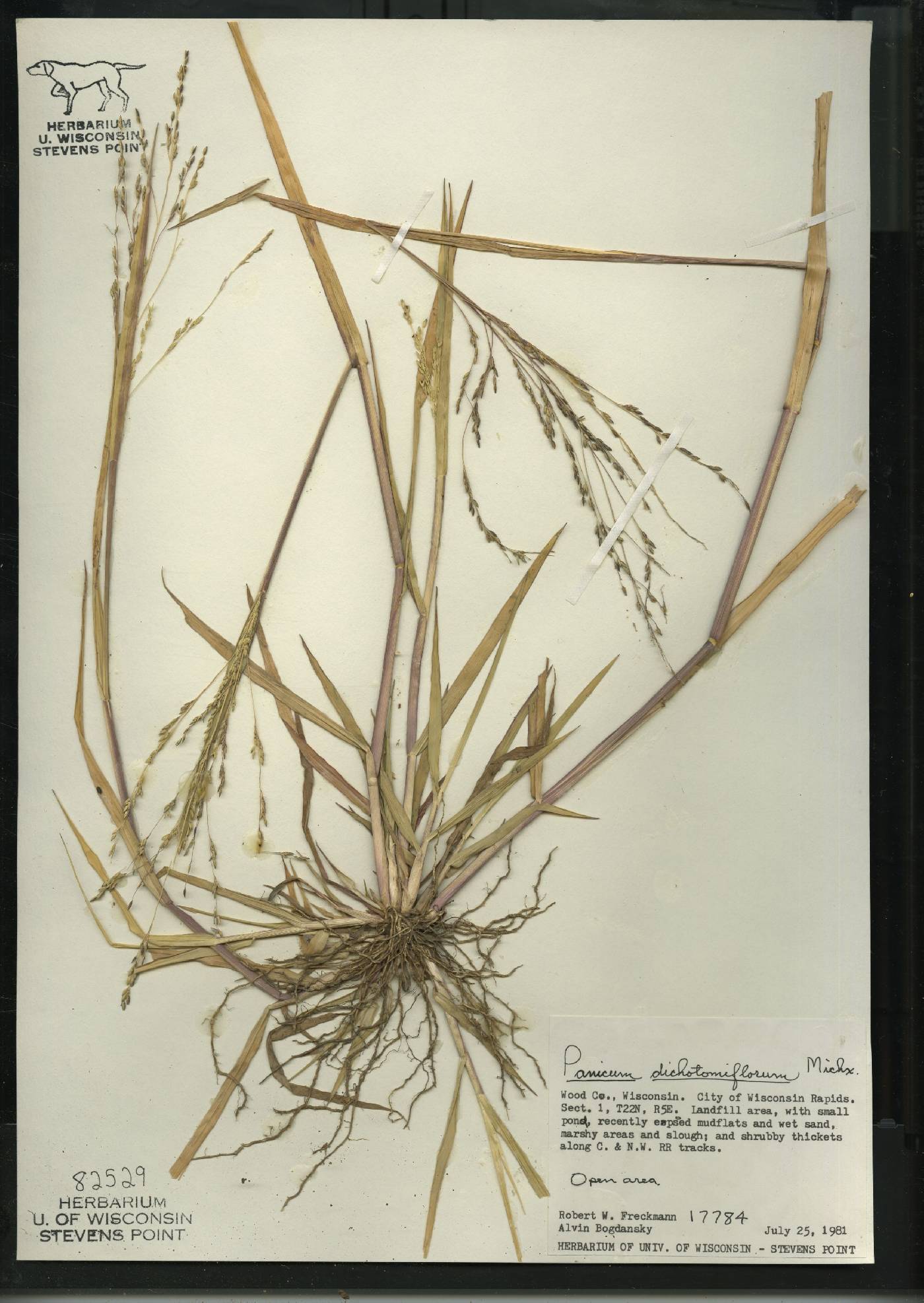 Panicum dichotomiflorum subsp. dichotomiflorum image