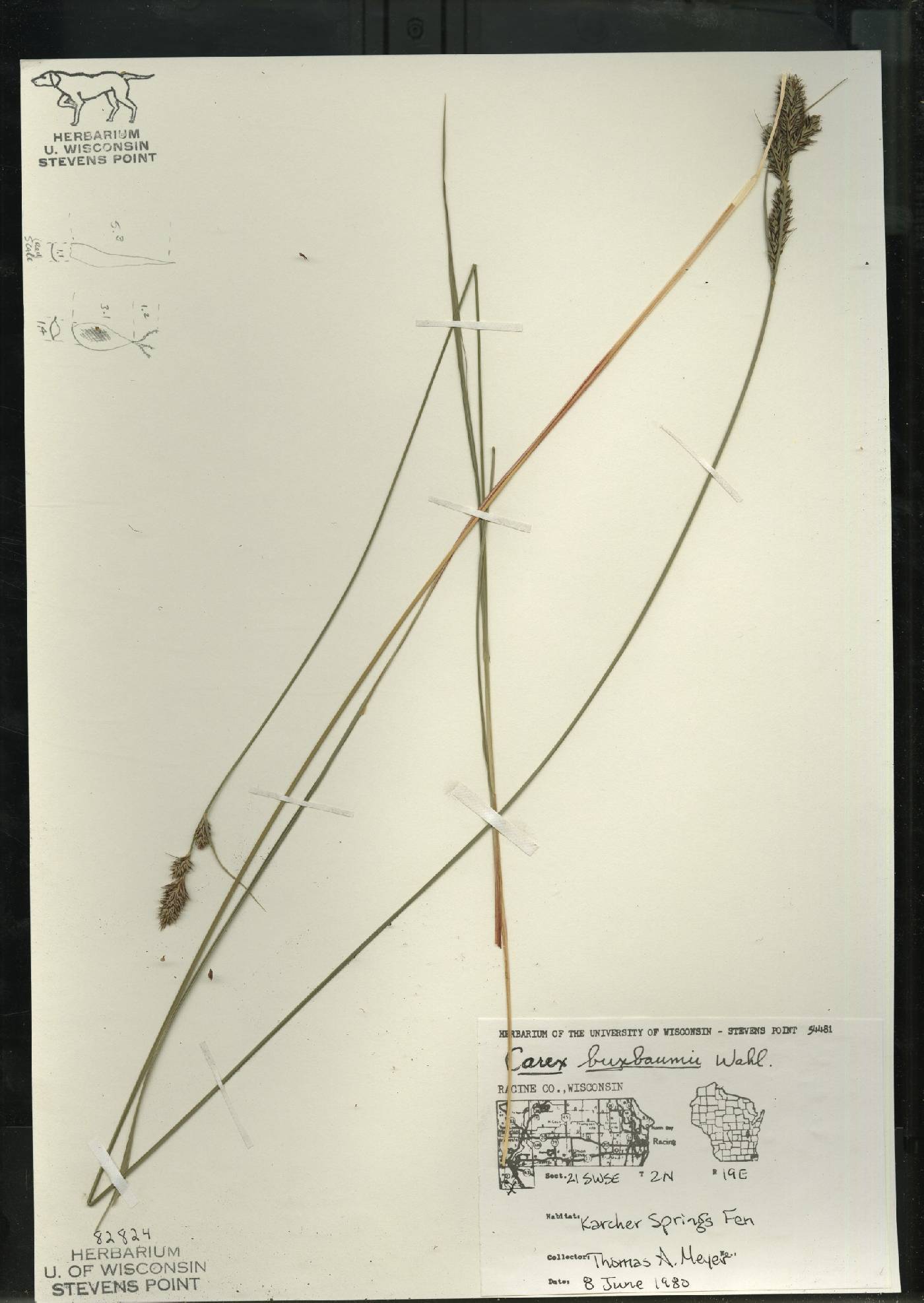 Carex buxbaumii image
