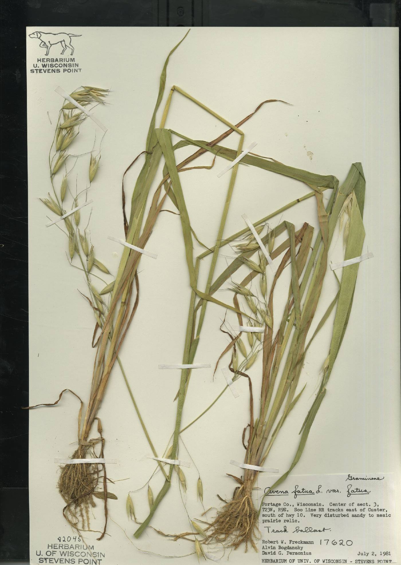 Avena fatua image