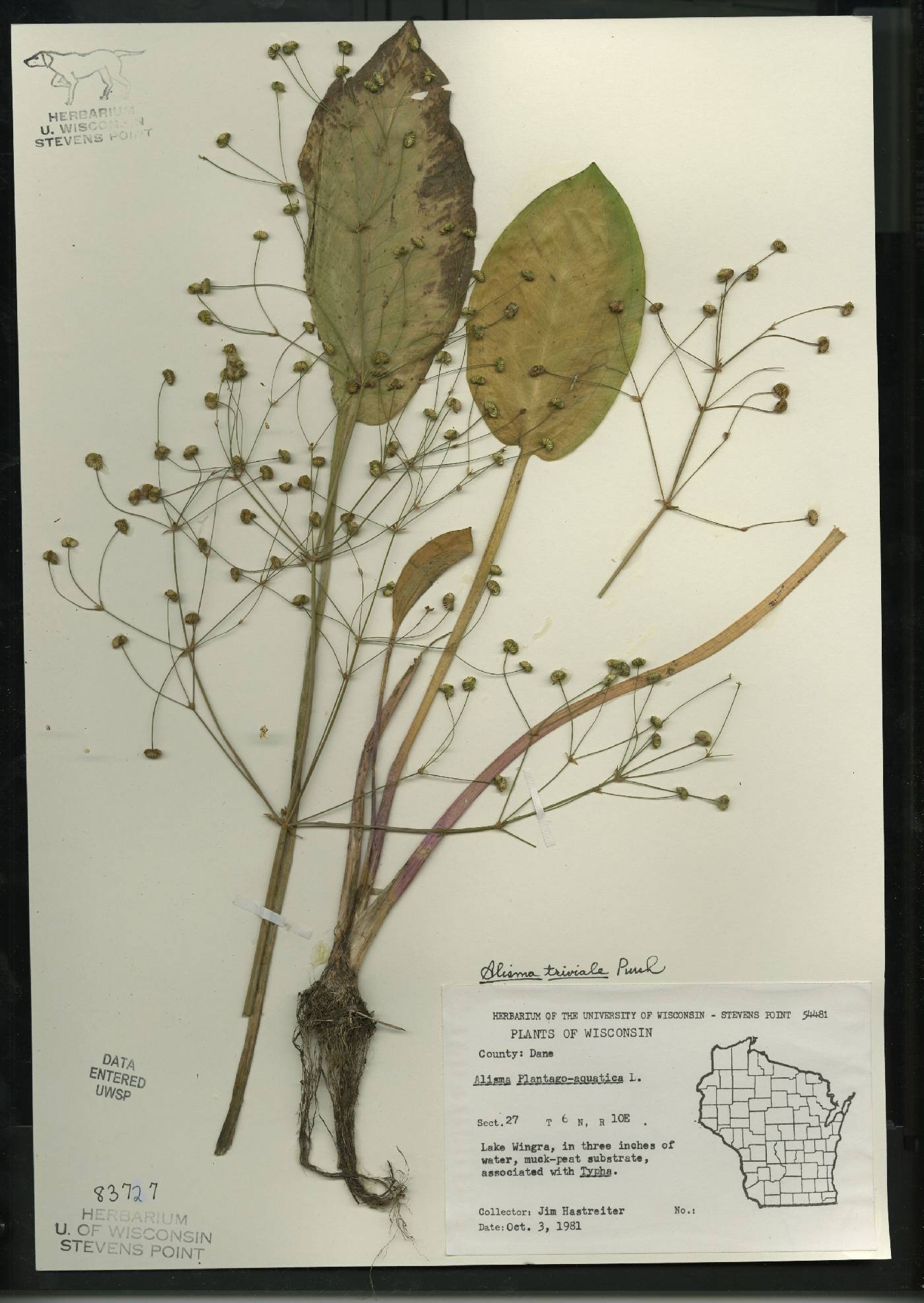Alisma triviale image