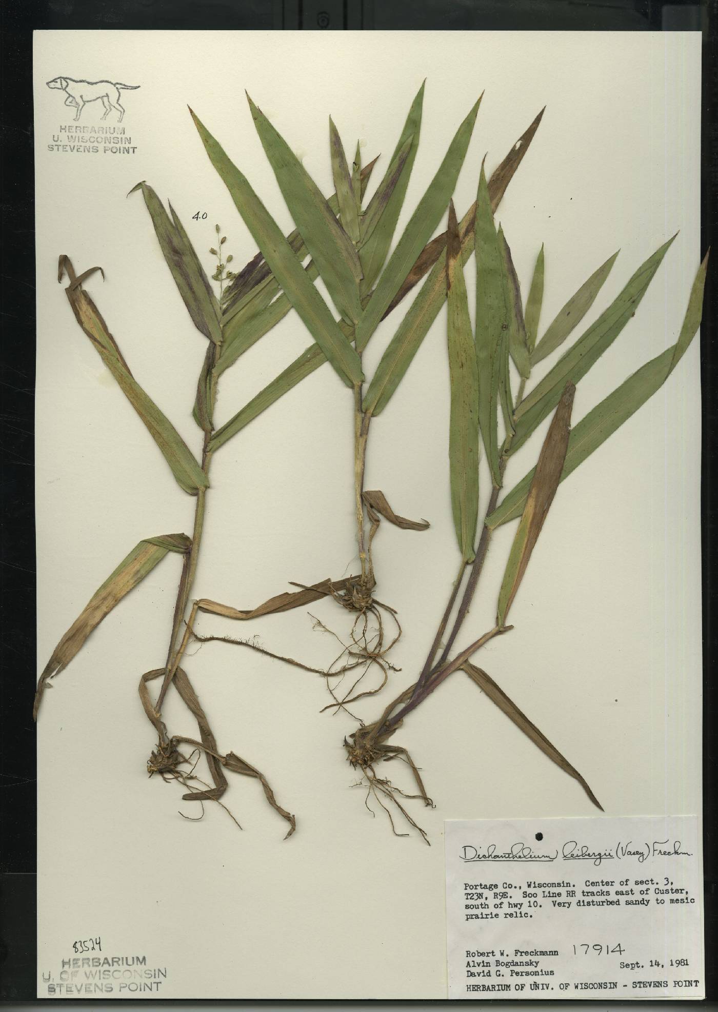 Dichanthelium leibergii image