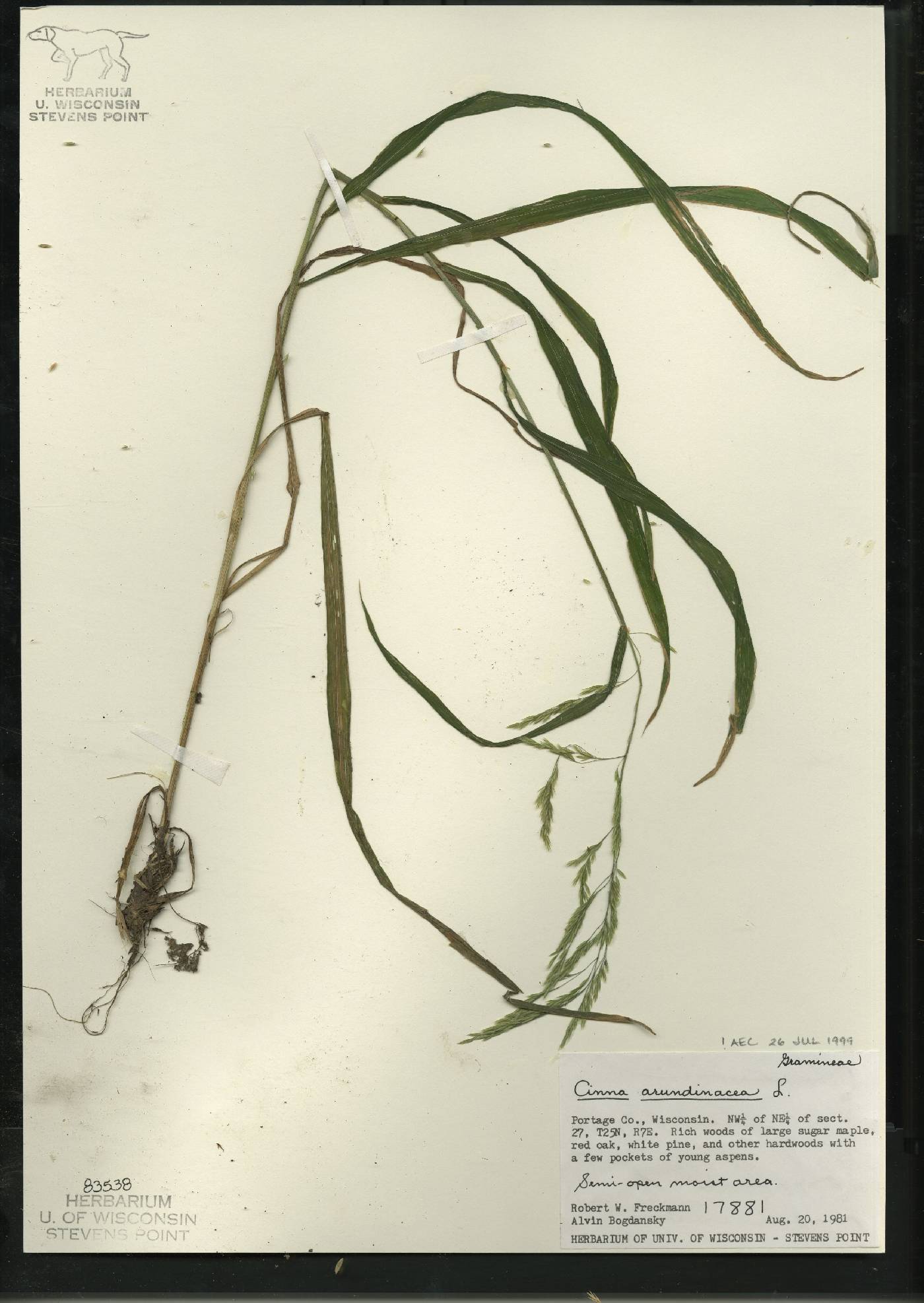 Cinna arundinacea image