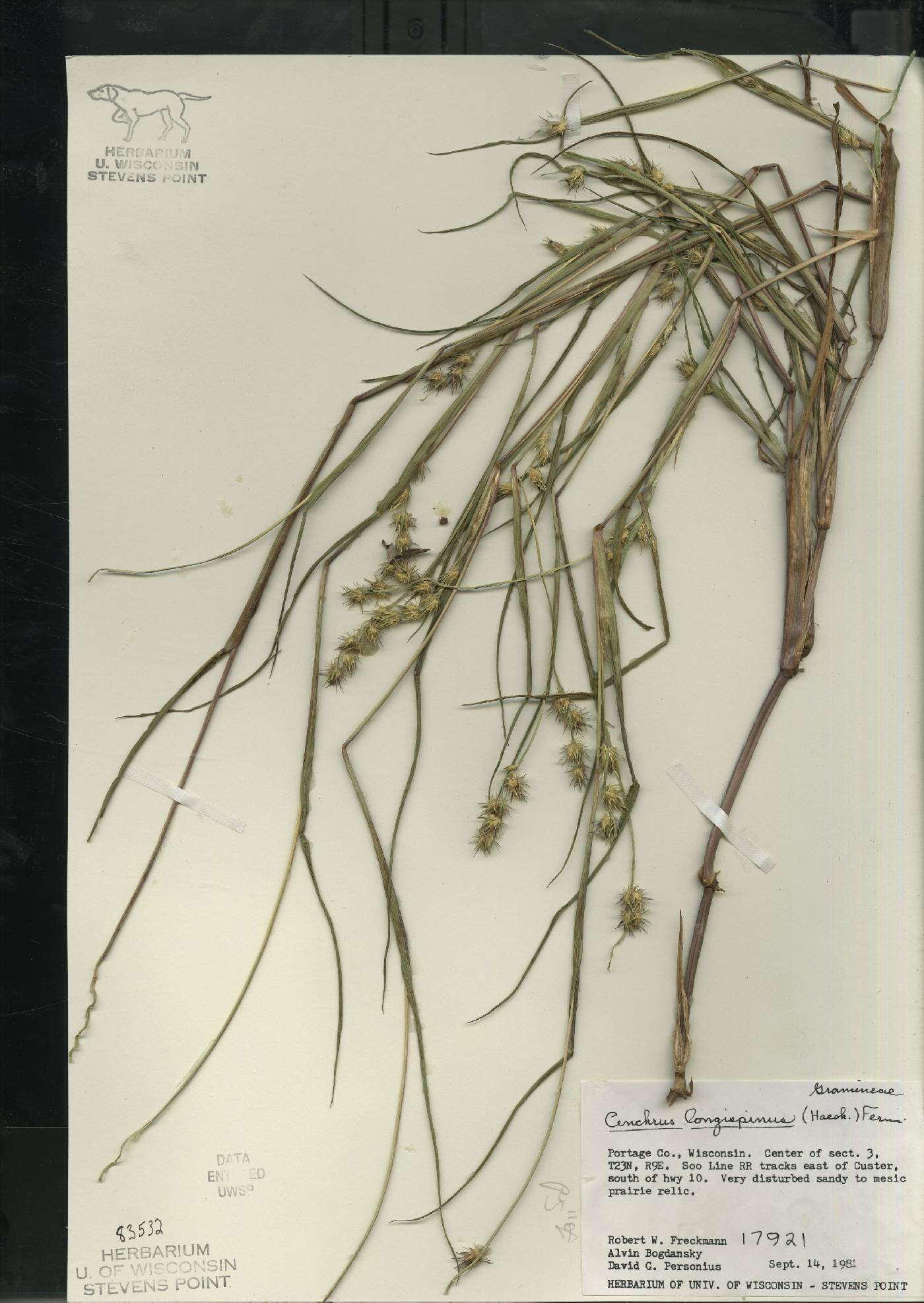 Cenchrus longispinus image
