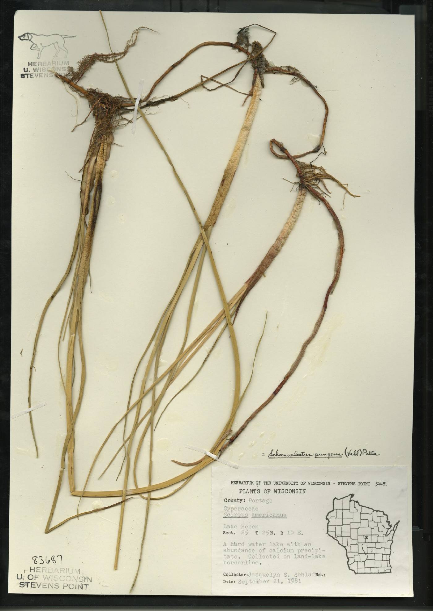 Schoenoplectus pungens image