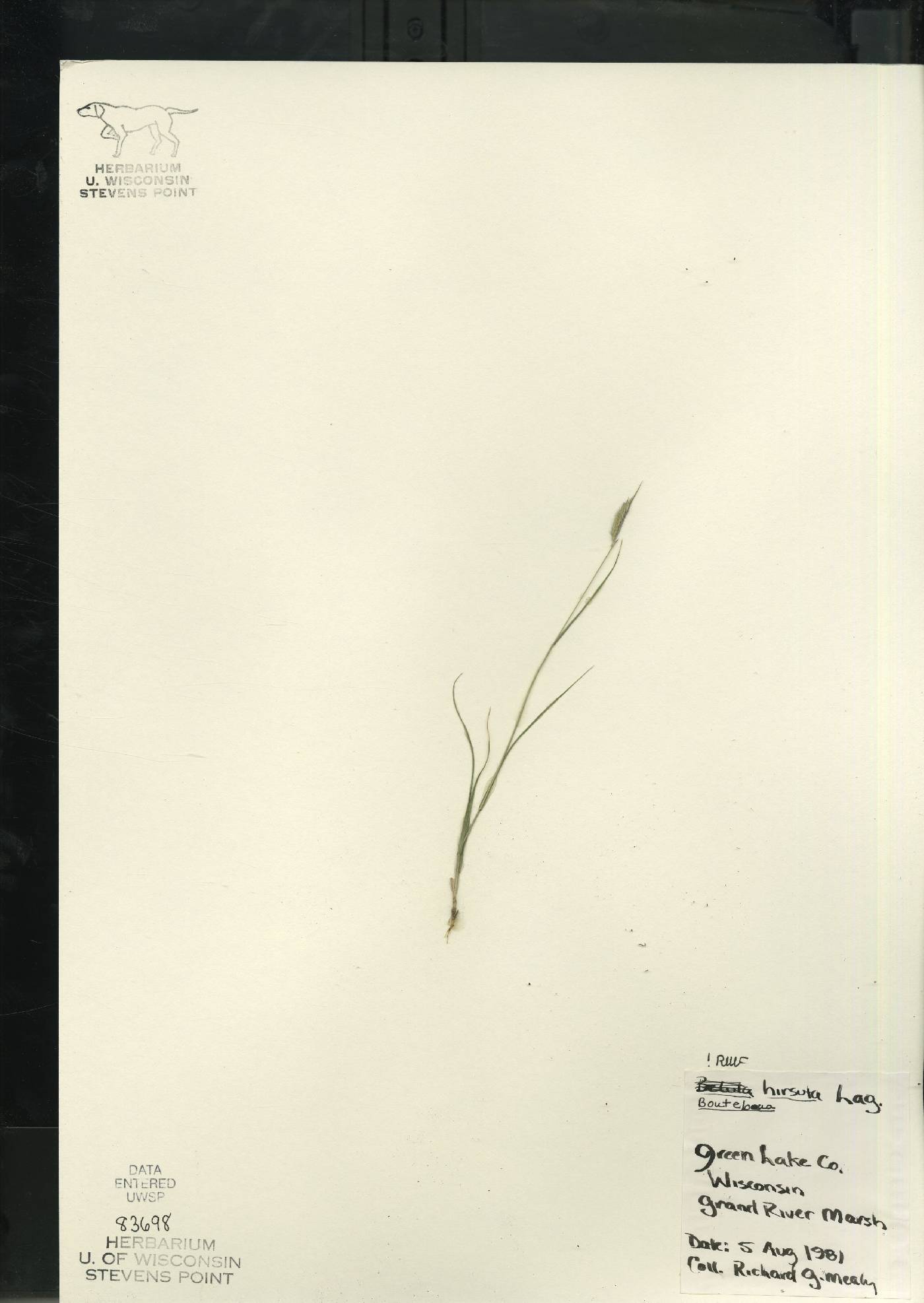 Bouteloua hirsuta image