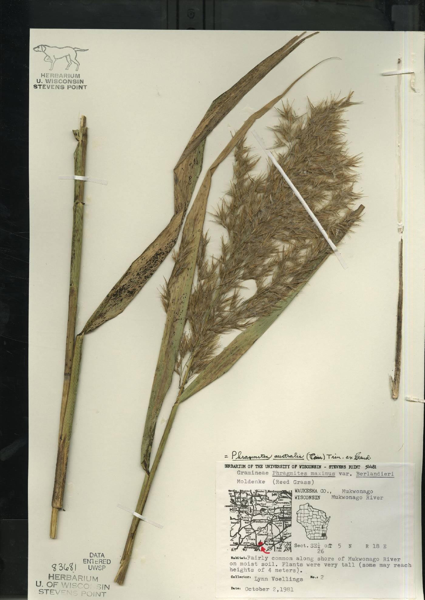 Phragmites australis image