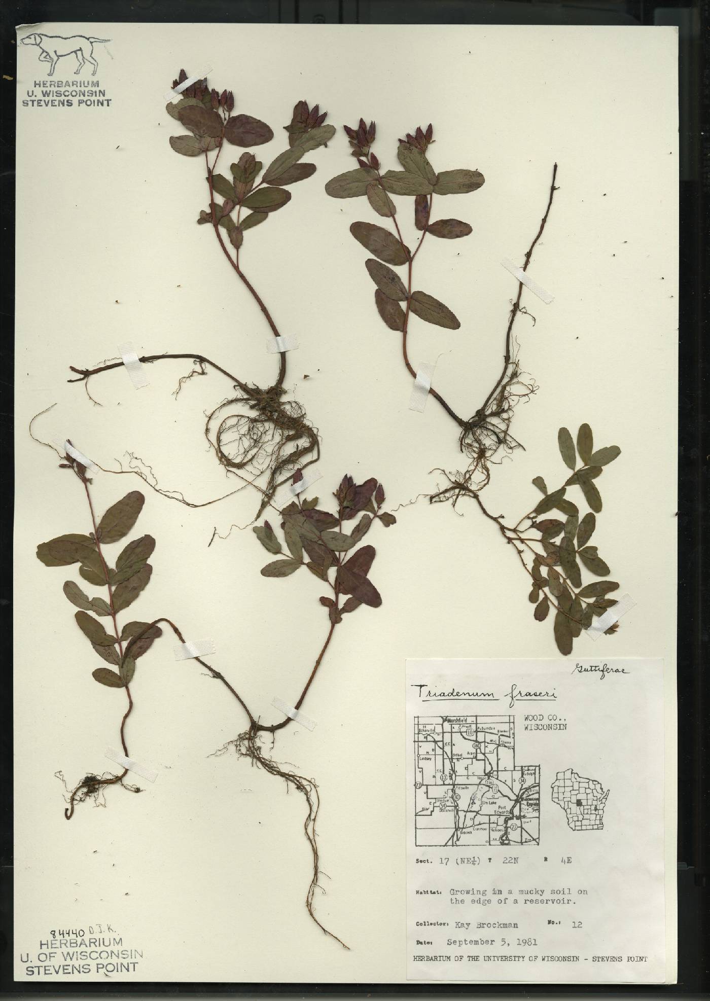 Triadenum fraseri image